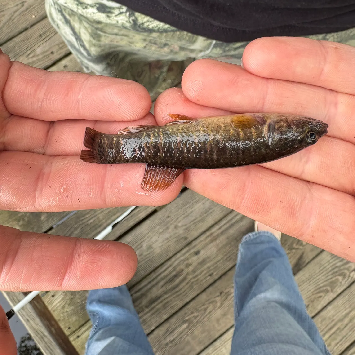 The most recent Common logperch catches on Fishbrain
