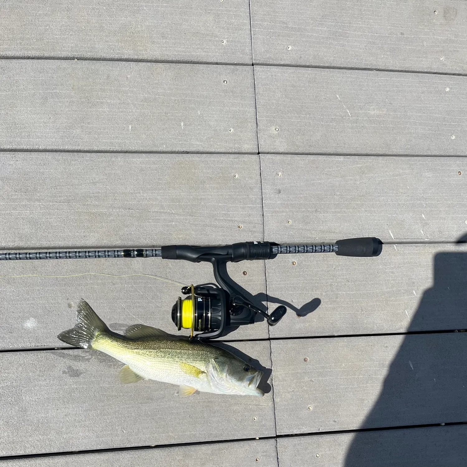 Largemouth bass caught on Fishbrain