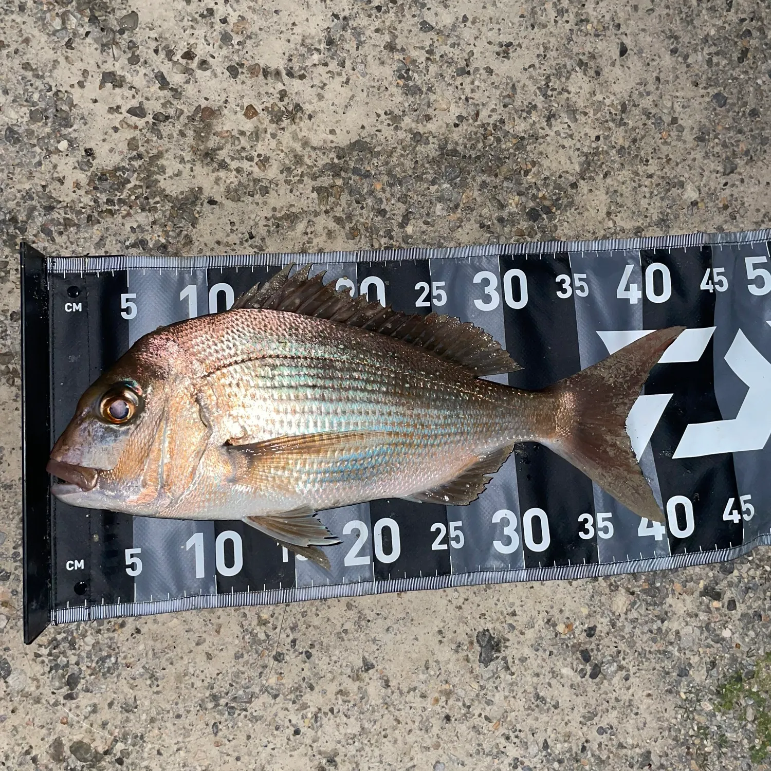 Australasian snapper caught on Fishbrain