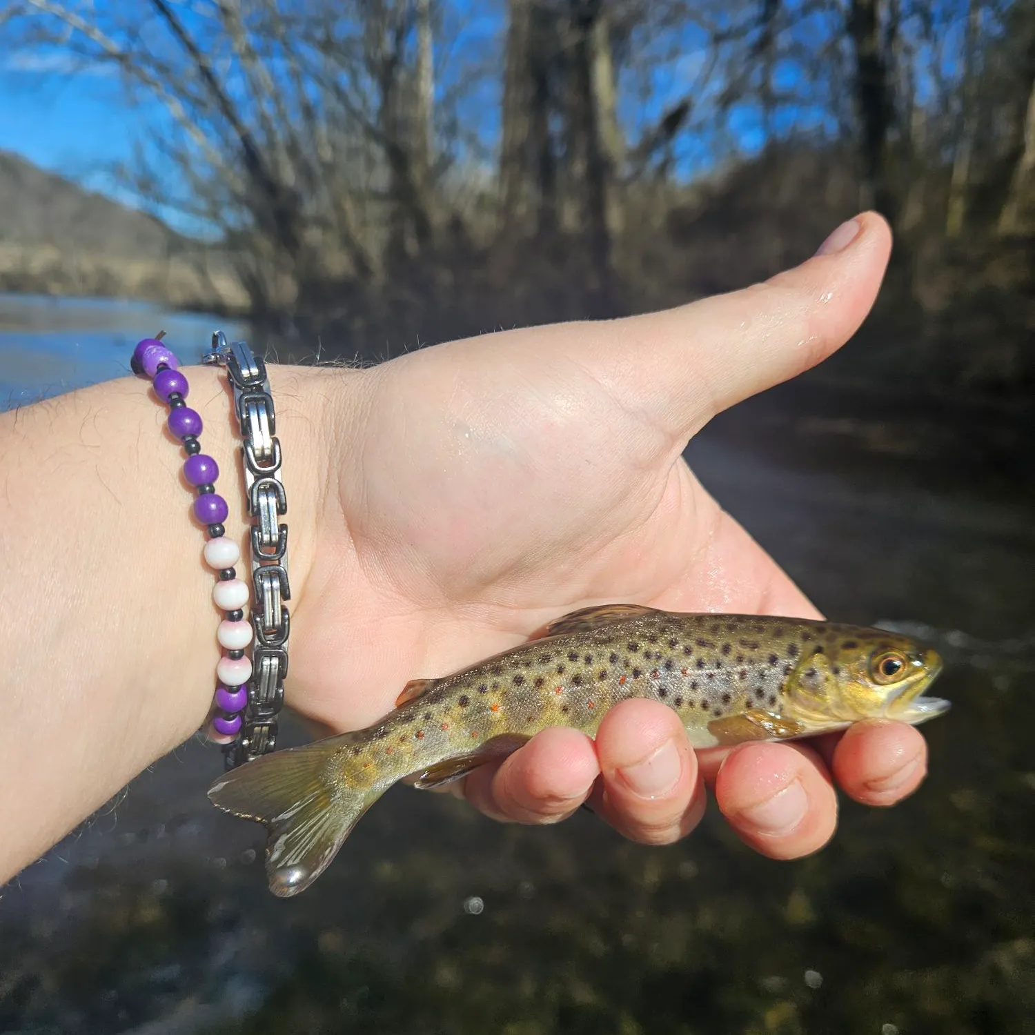 The most recent Brown trout catches on Fishbrain