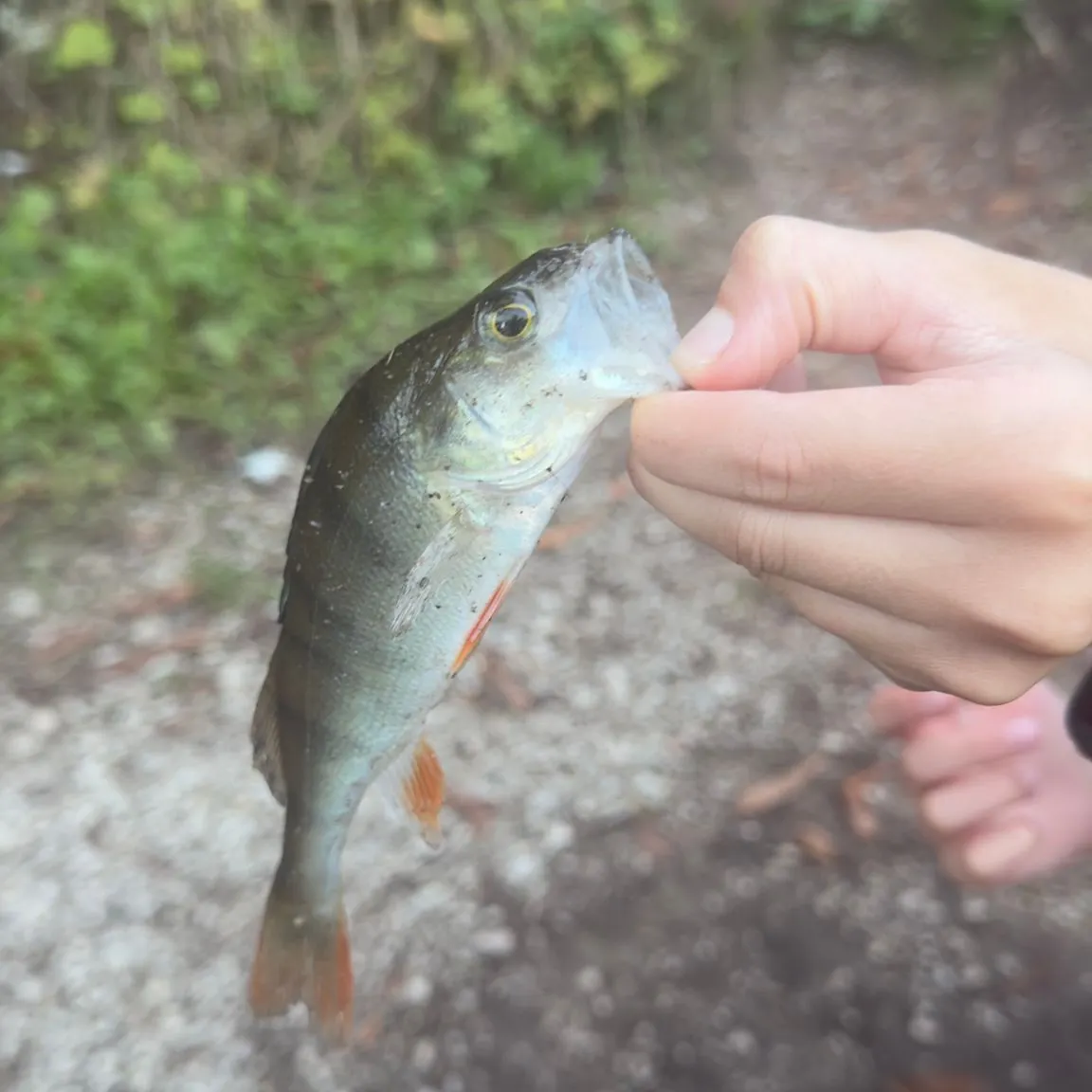 European perch caught on Fishbrain