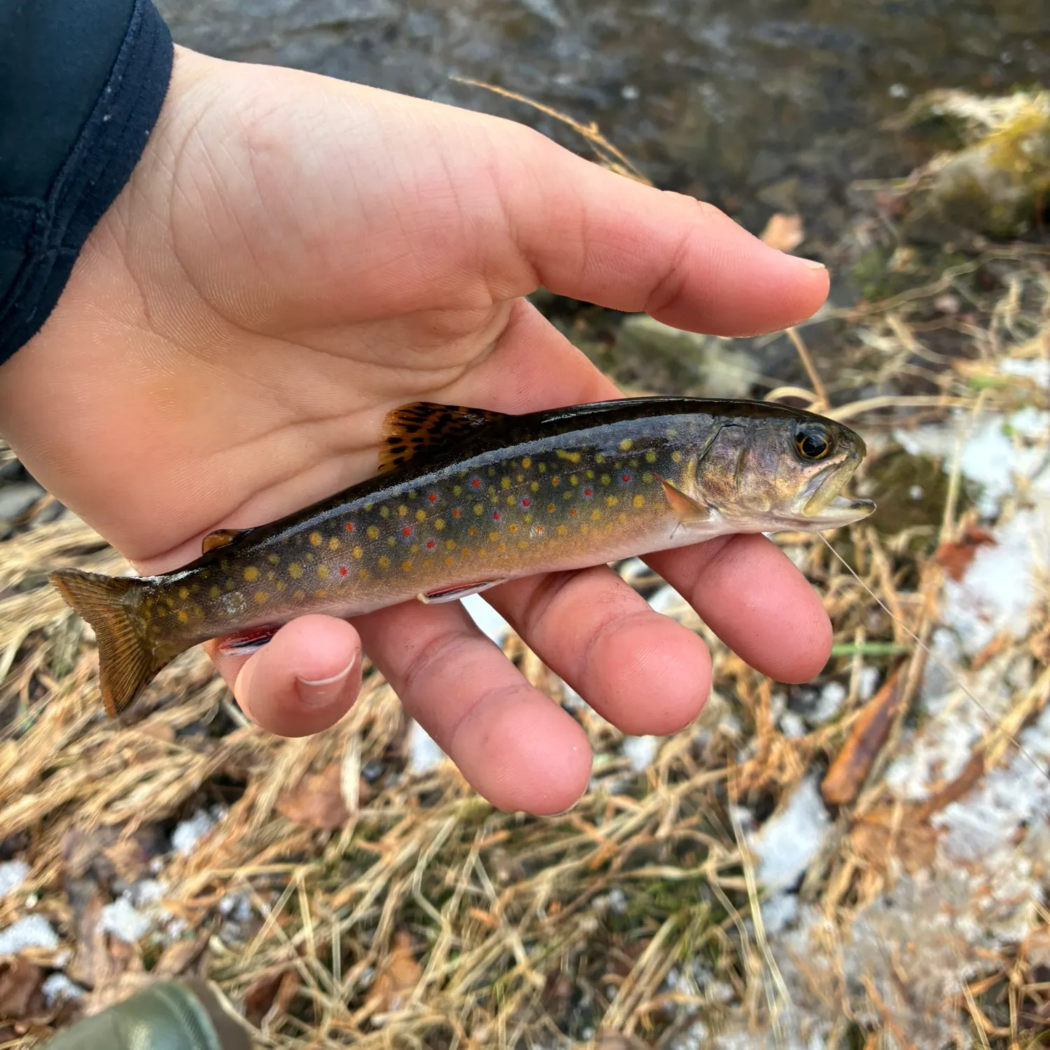 The most recent Brook trout catches on Fishbrain