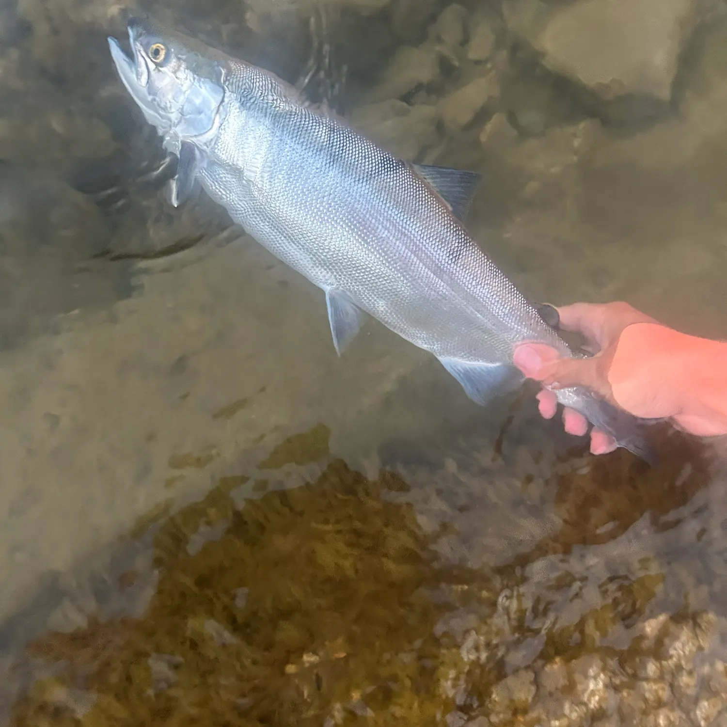 The most recent Kokanee salmon catches on Fishbrain