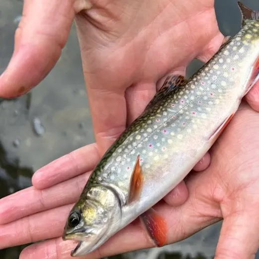 Brook trout caught on Fishbrain