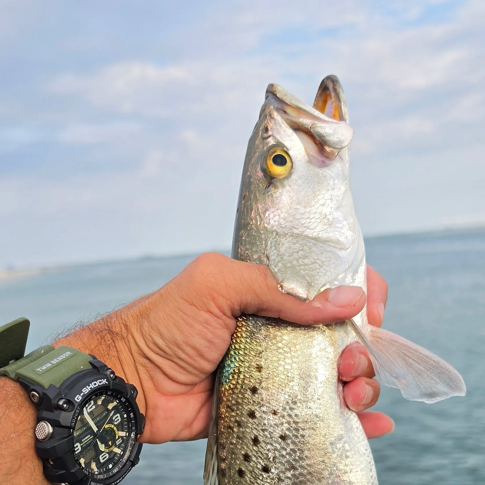 Spotted seatrout caught on Fishbrain