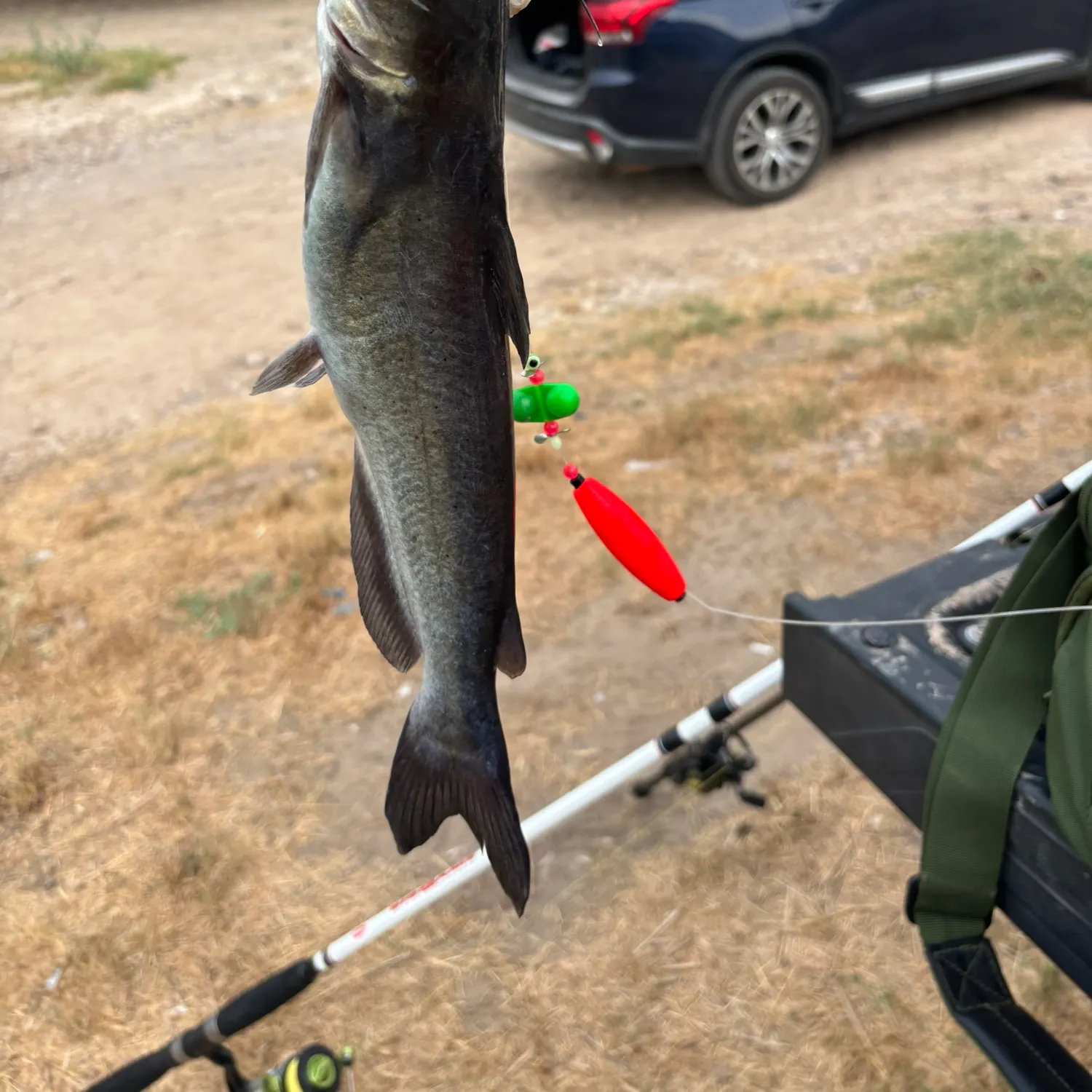Channel catfish caught on Fishbrain