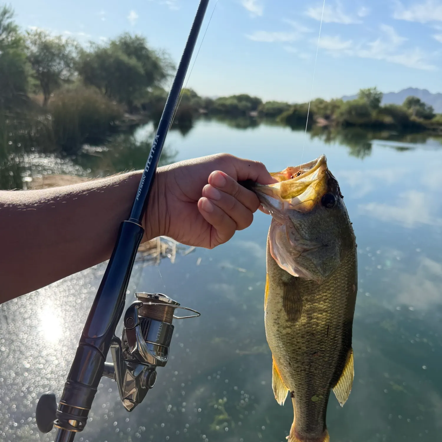 Largemouth bass caught on Fishbrain