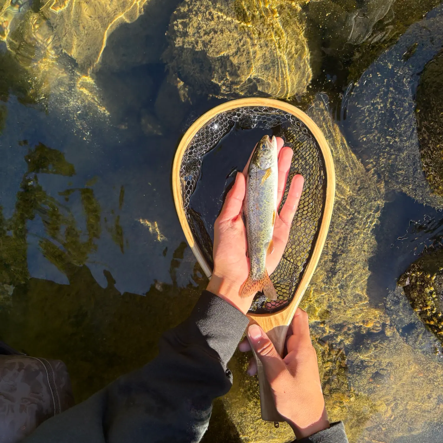 Coastal cutthroat trout caught on Fishbrain
