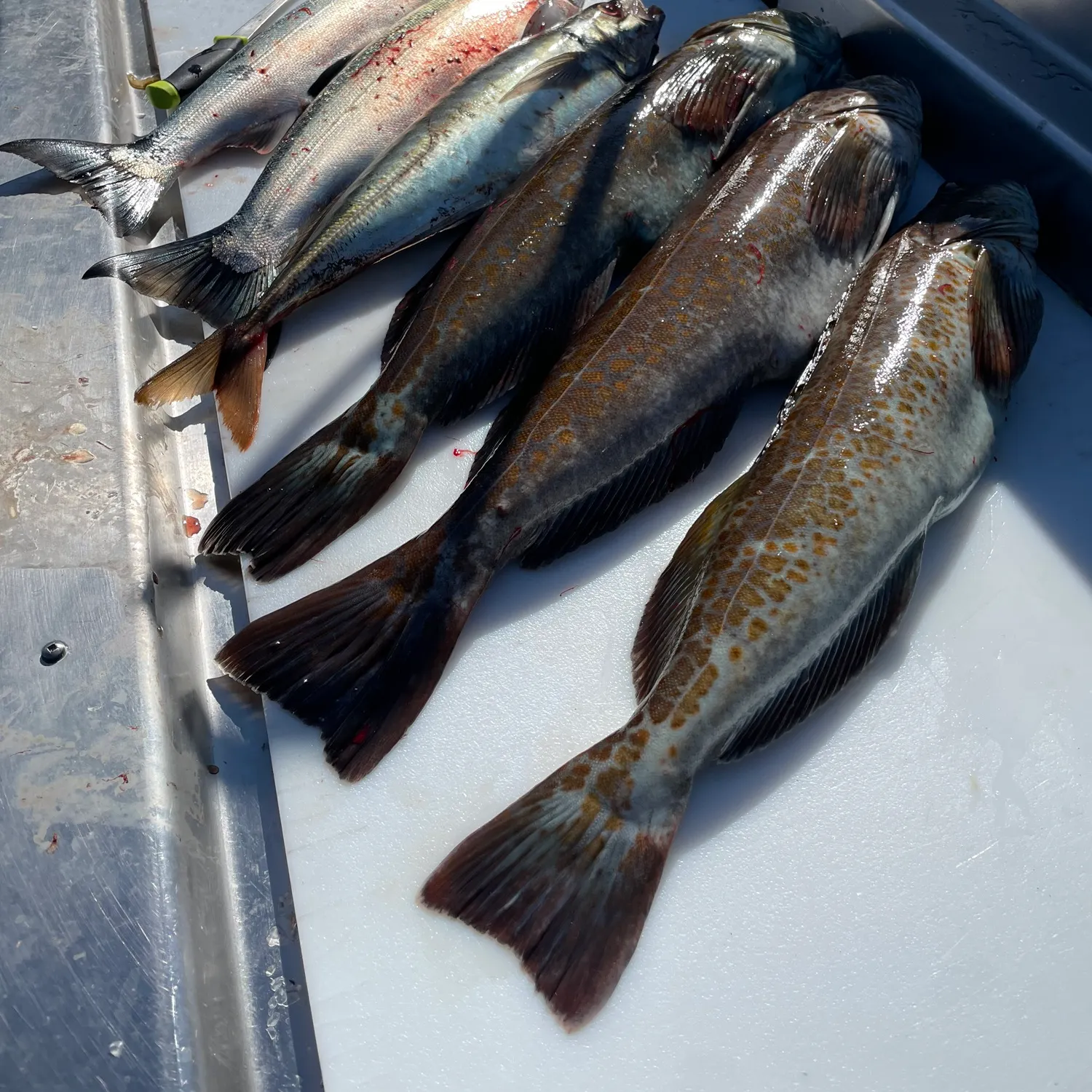Lingcod caught on Fishbrain