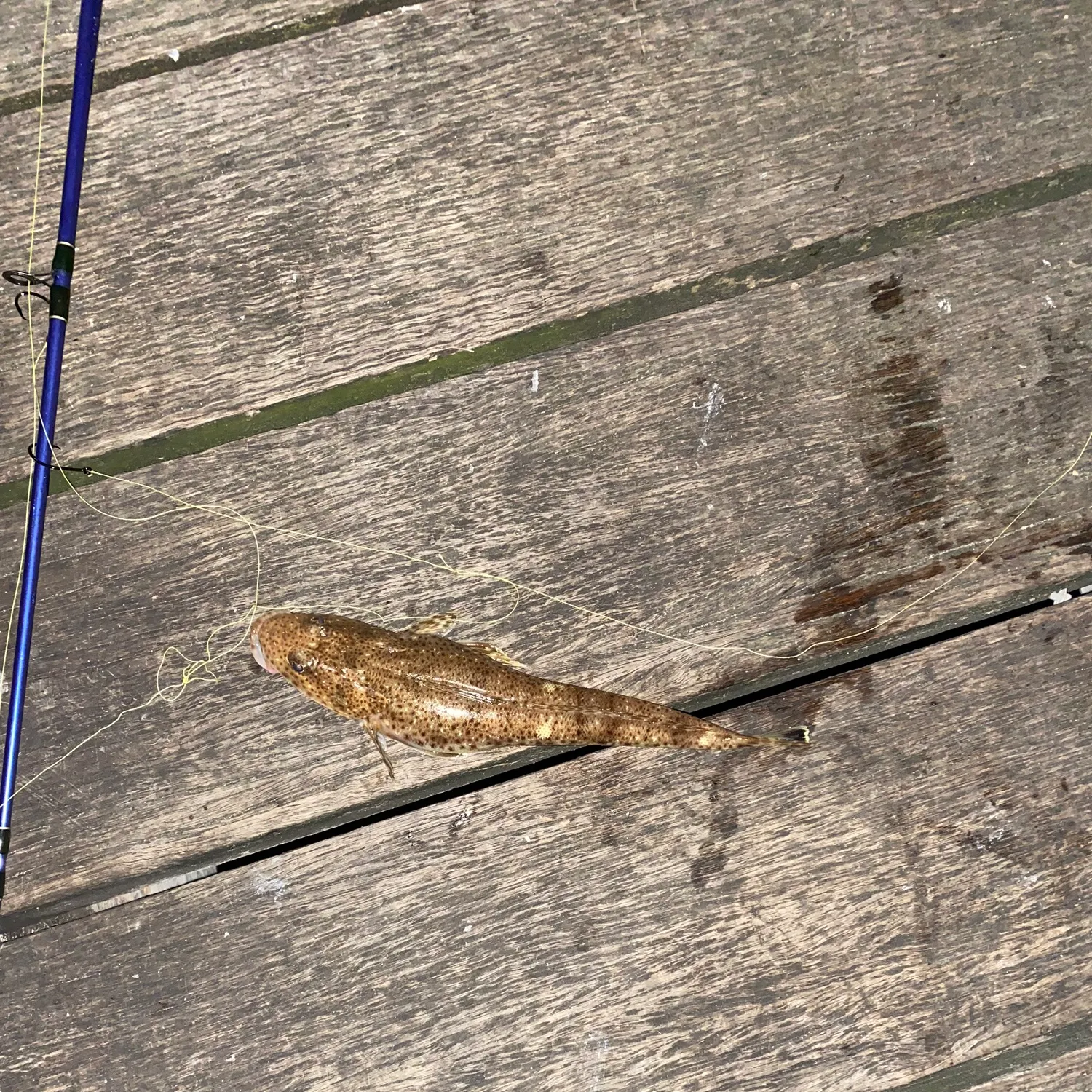 The most recent Blue-spotted flathead catches on Fishbrain