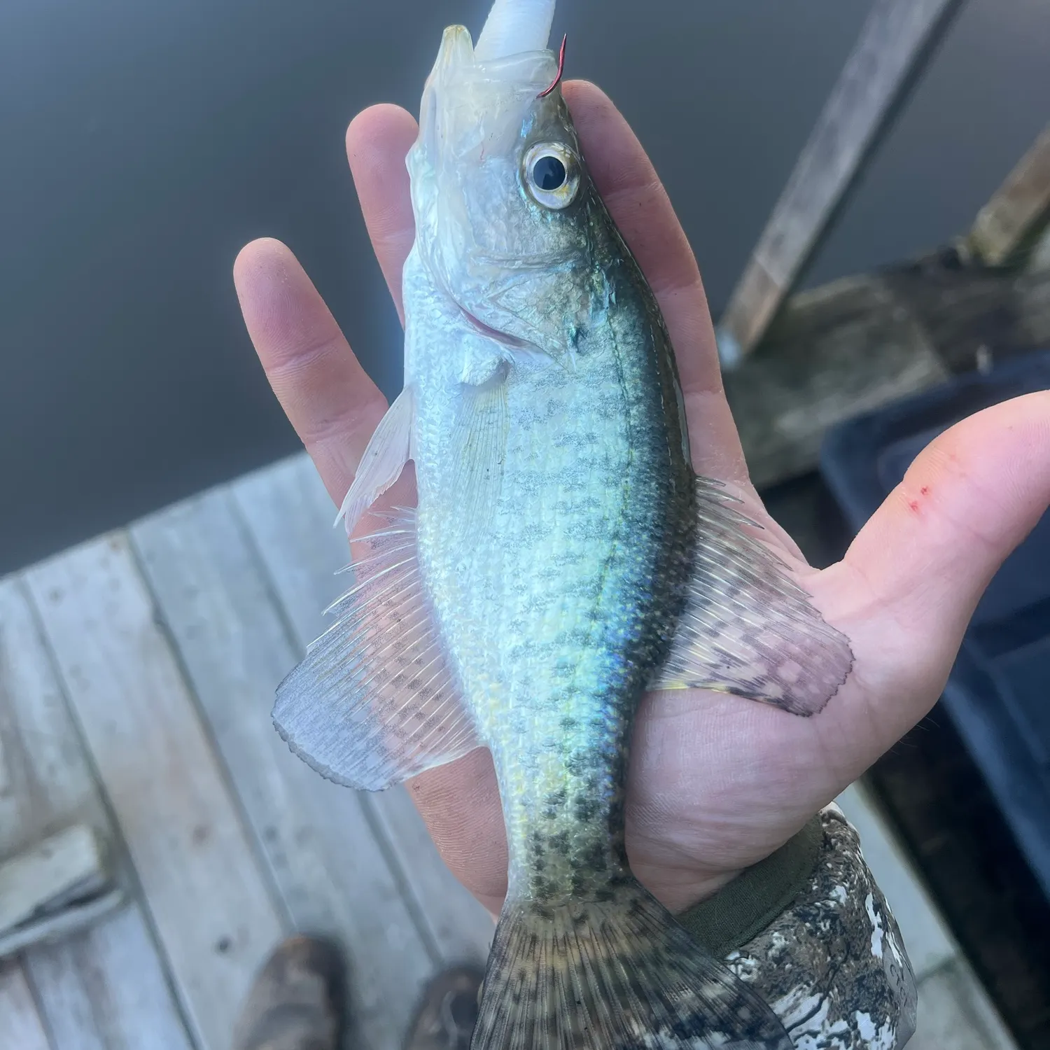 White crappie caught on Fishbrain