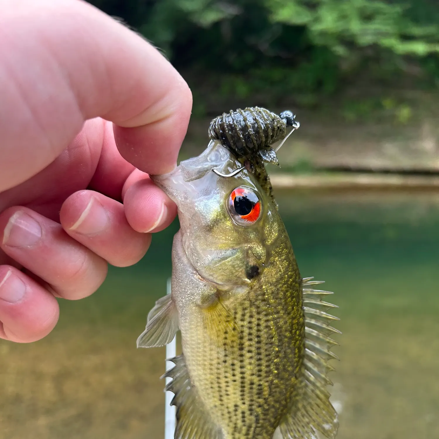The most recent Rock bass catches on Fishbrain