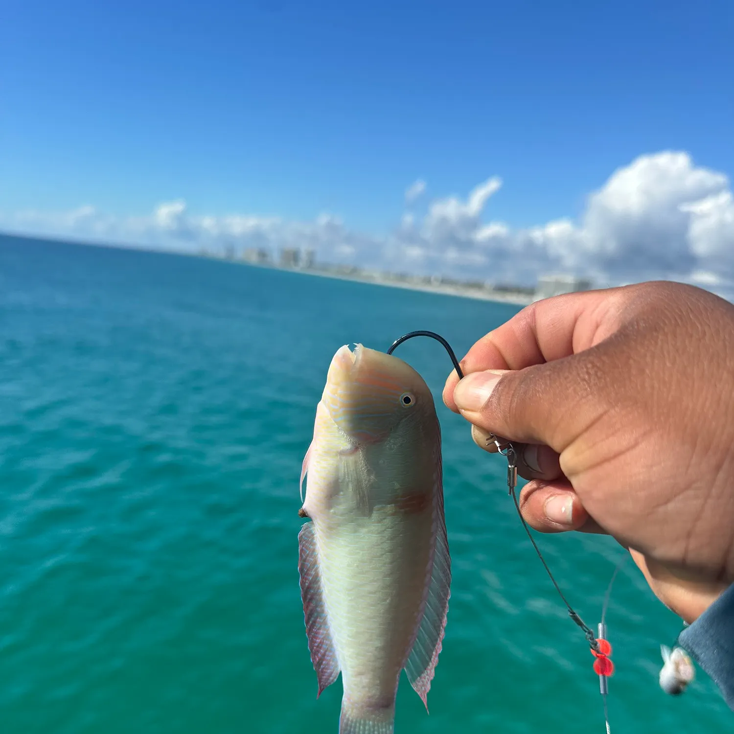 The most recent Pearly razorfish catches on Fishbrain