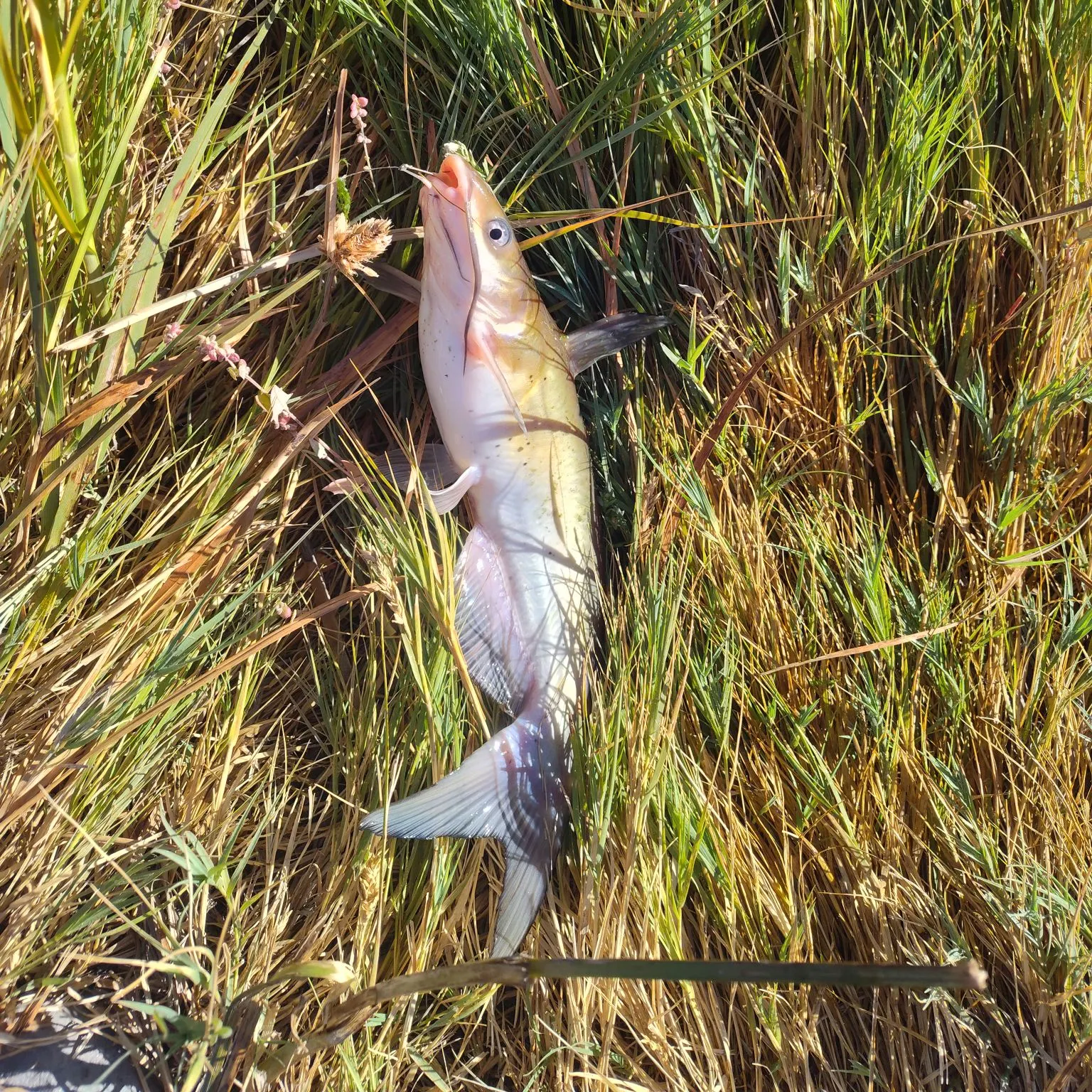 Channel catfish caught on Fishbrain
