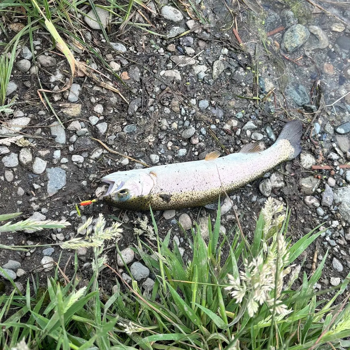 Rainbow trout caught on Fishbrain