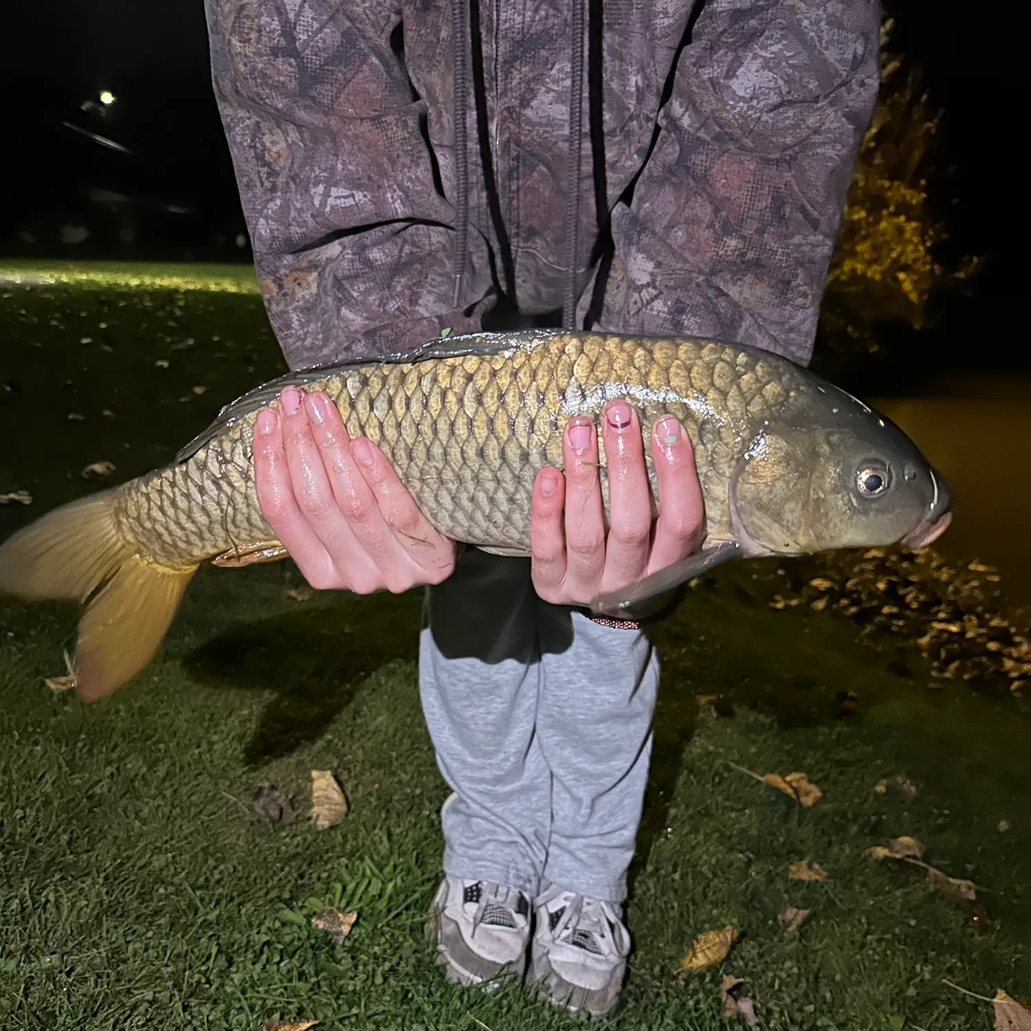 Common carp caught on Fishbrain