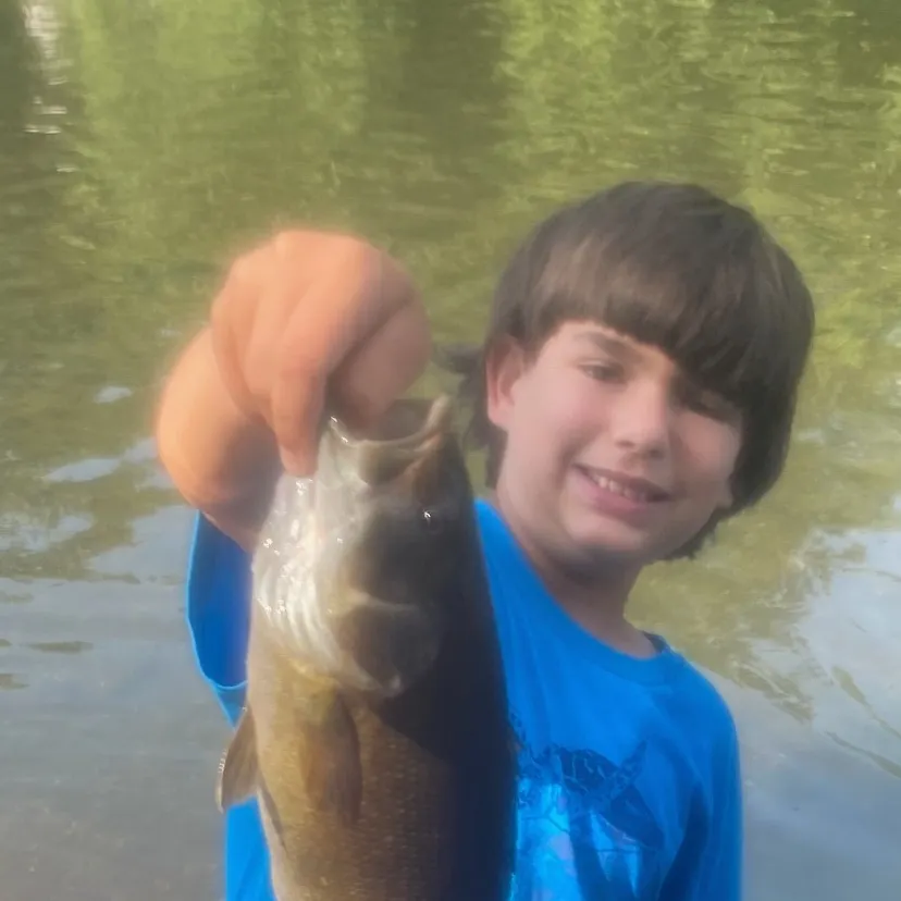 The most recent Smallmouth bass catches on Fishbrain