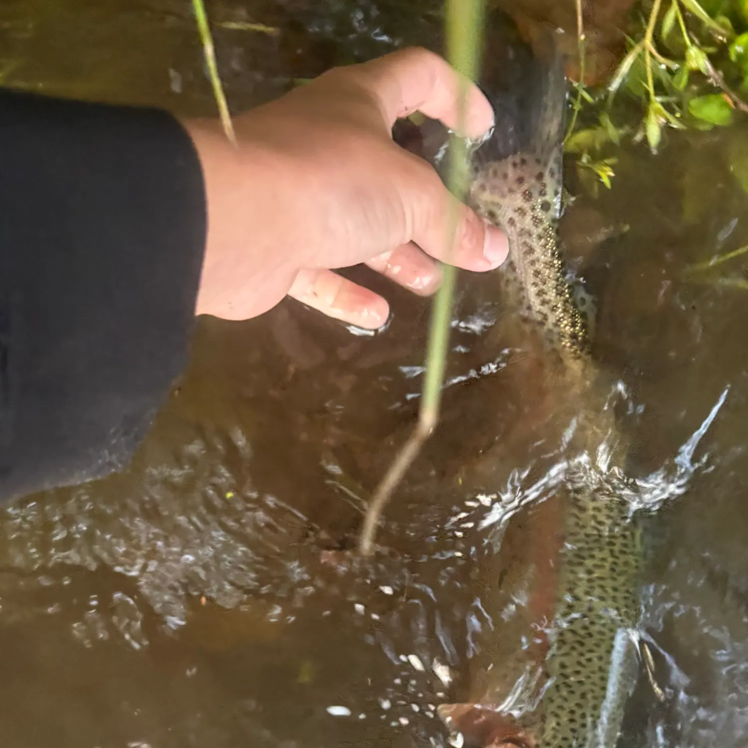 Rainbow trout caught on Fishbrain