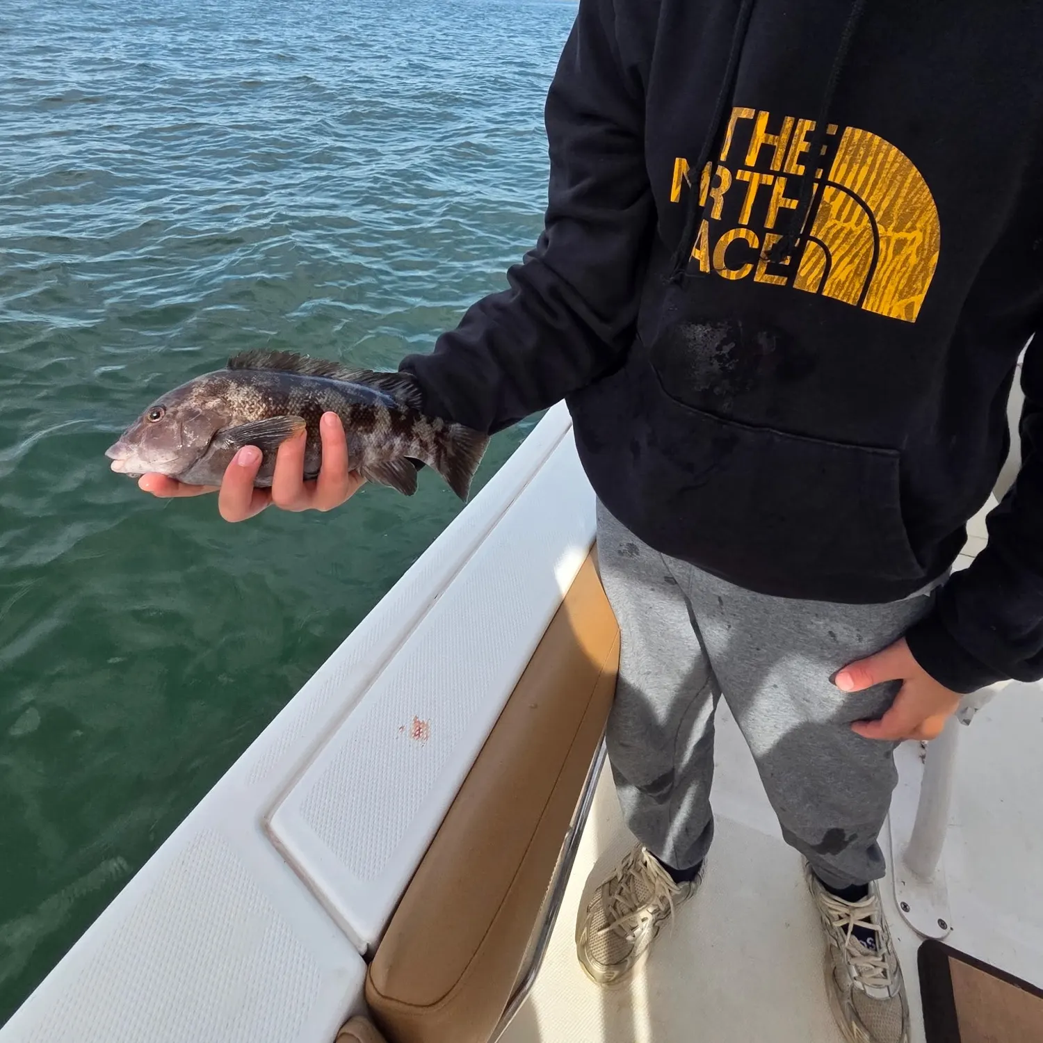 Tautog caught on Fishbrain