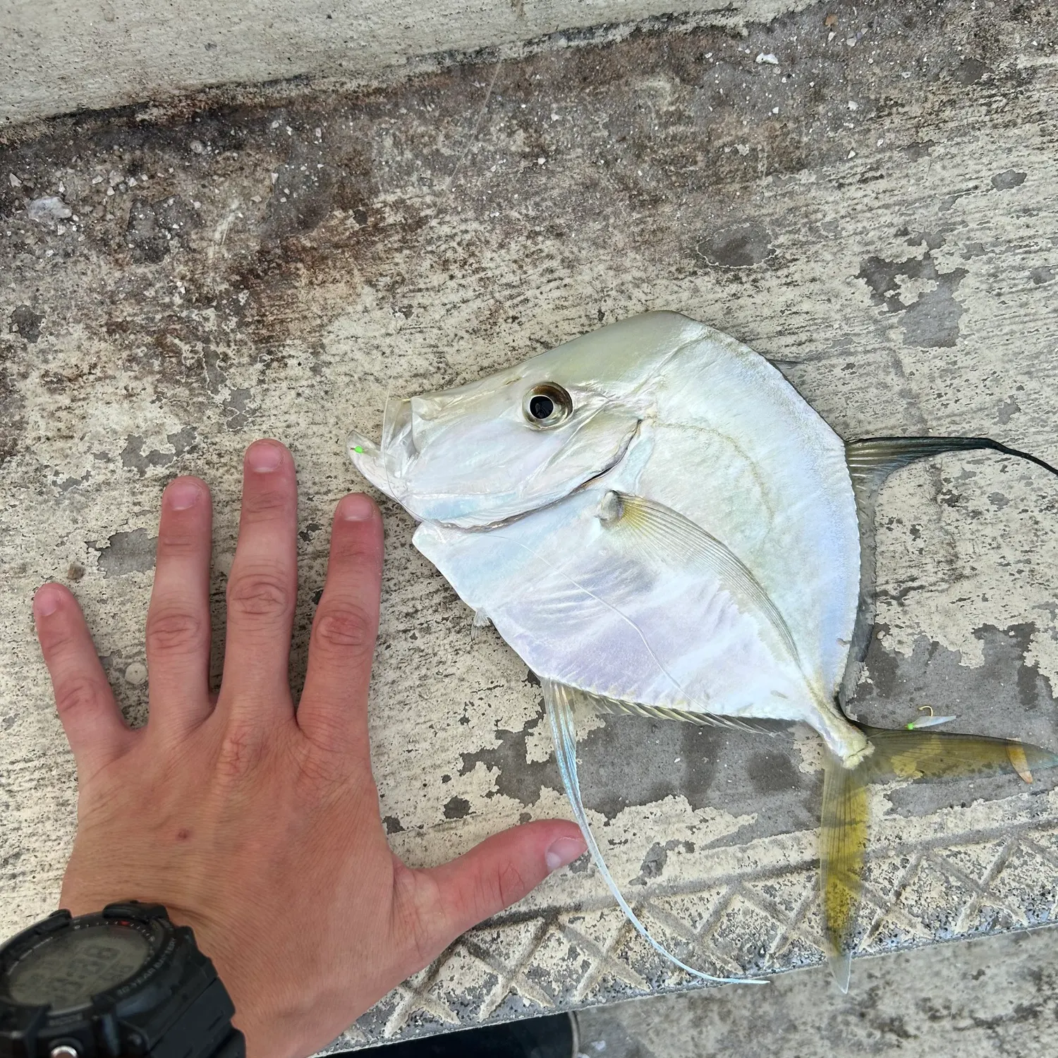 The most recent Lookdown catches on Fishbrain