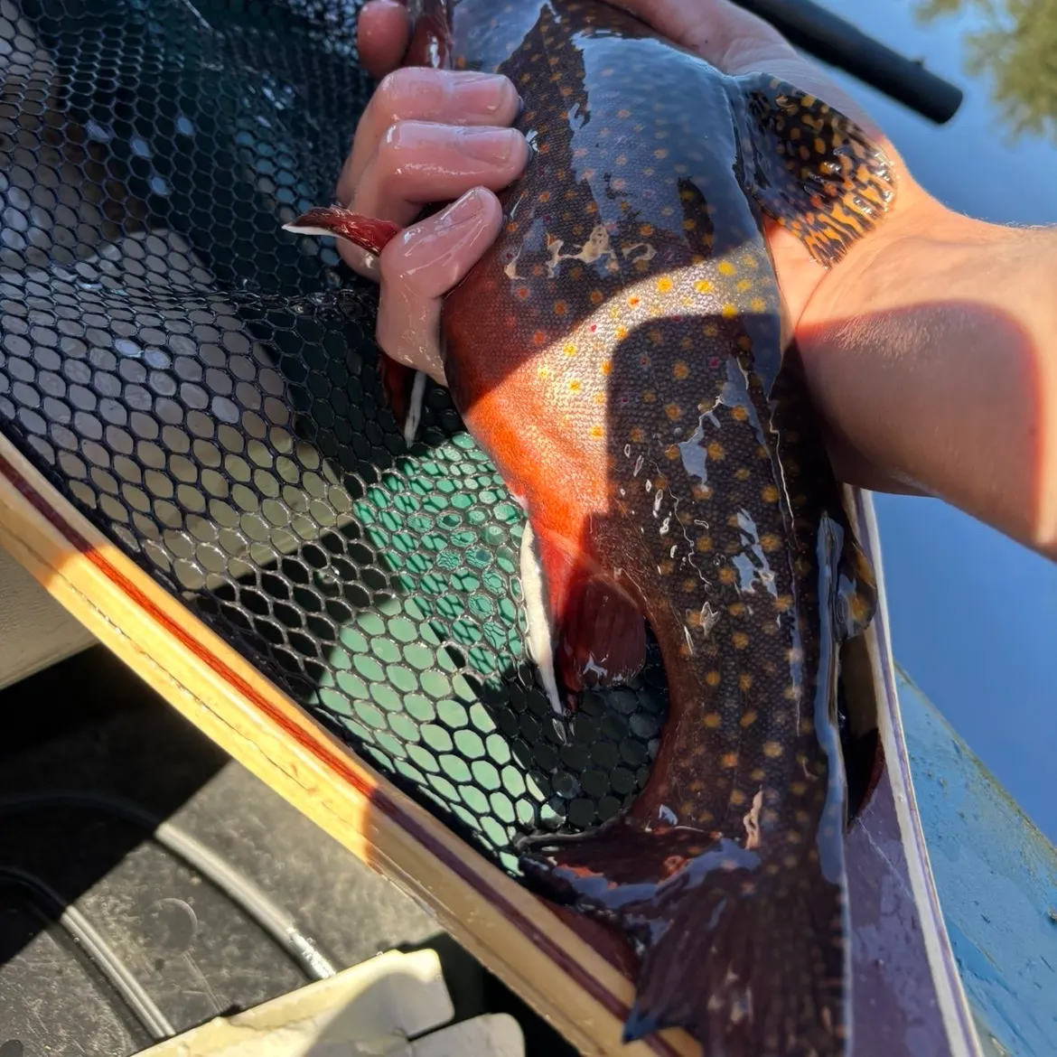 Brook trout caught on Fishbrain