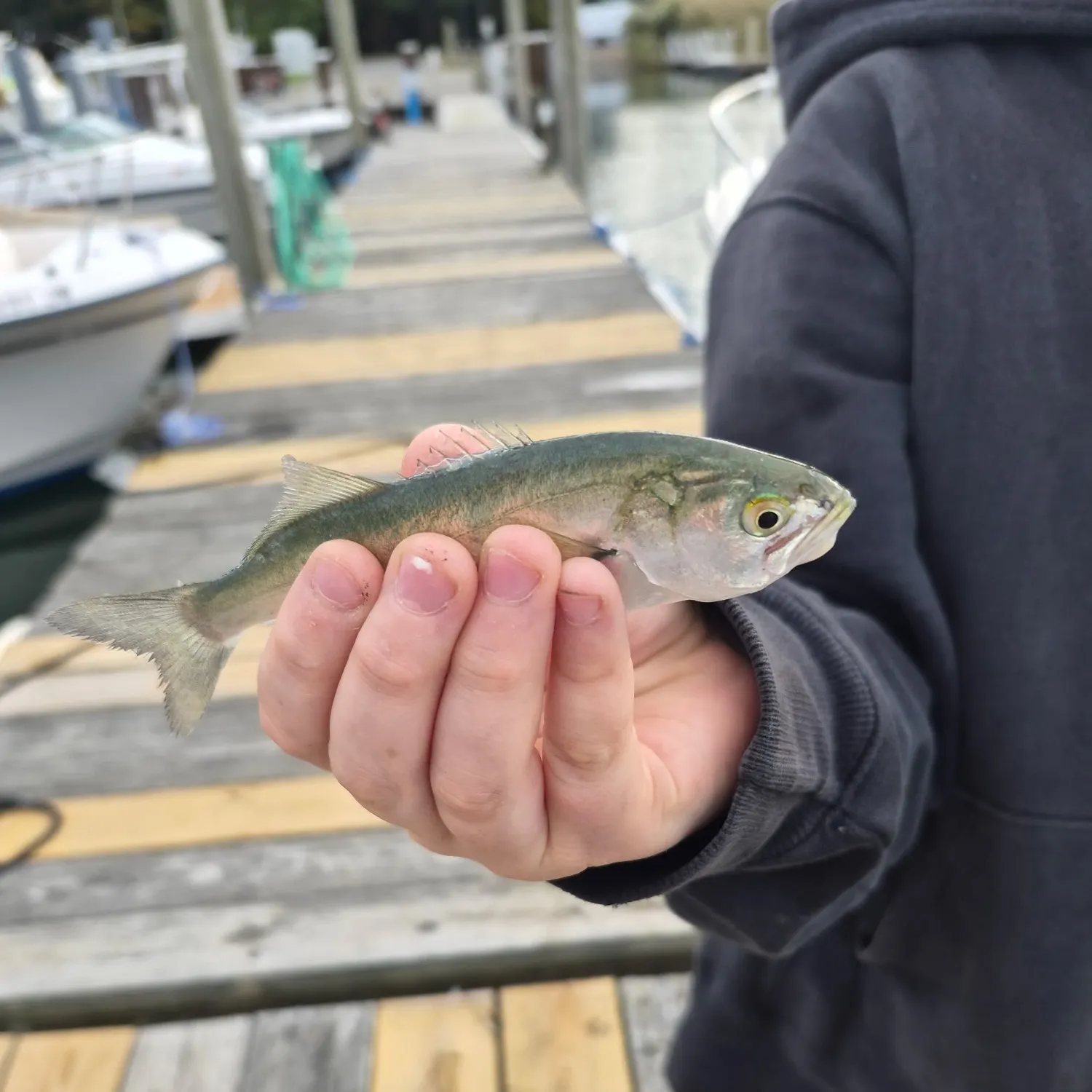 Bluefish caught on Fishbrain
