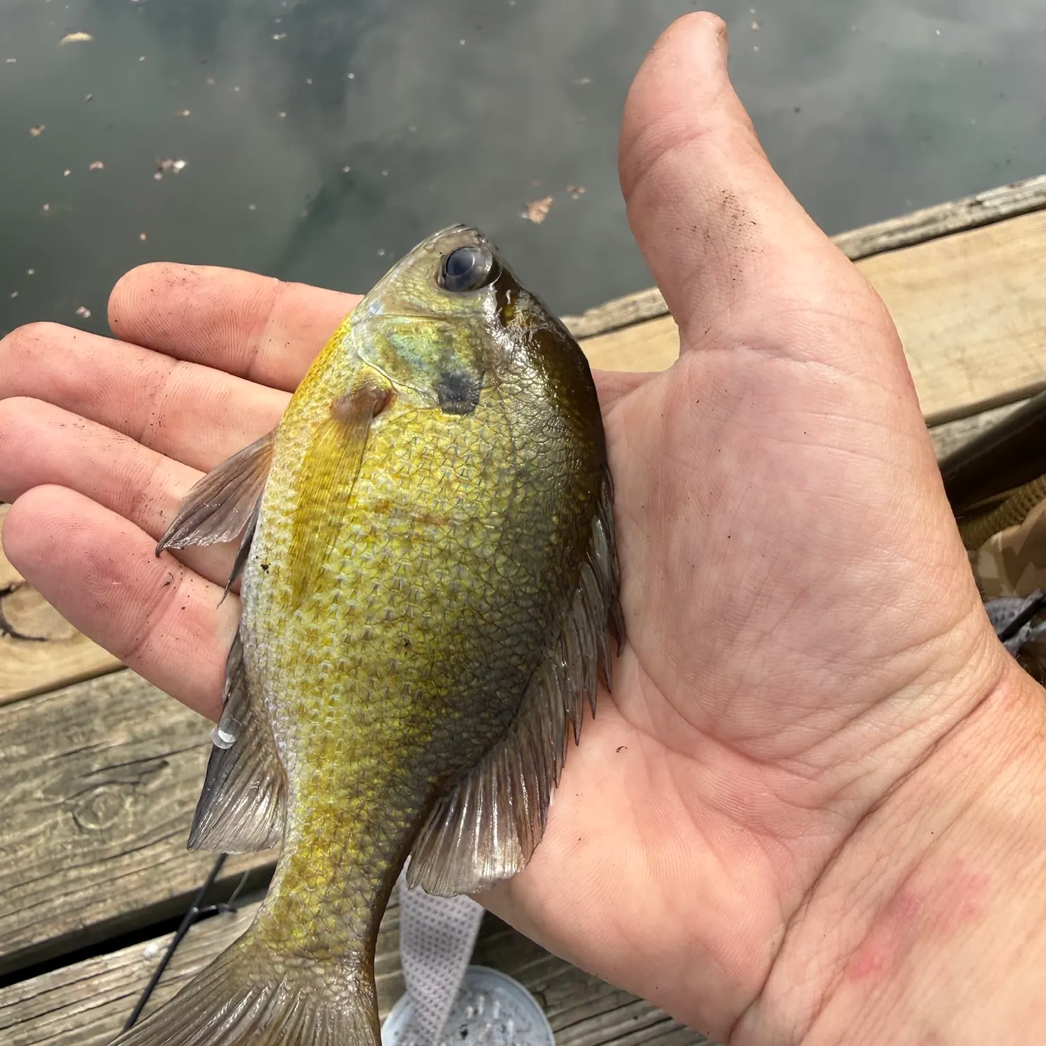Bluegill caught on Fishbrain
