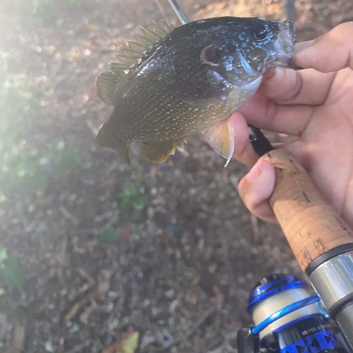 Green sunfish caught on Fishbrain