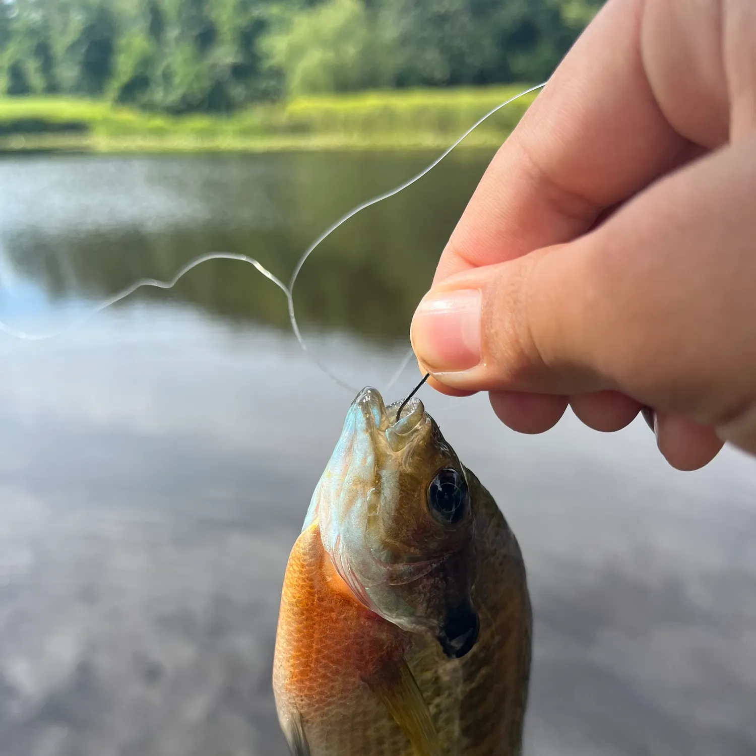 Bluegill caught on Fishbrain