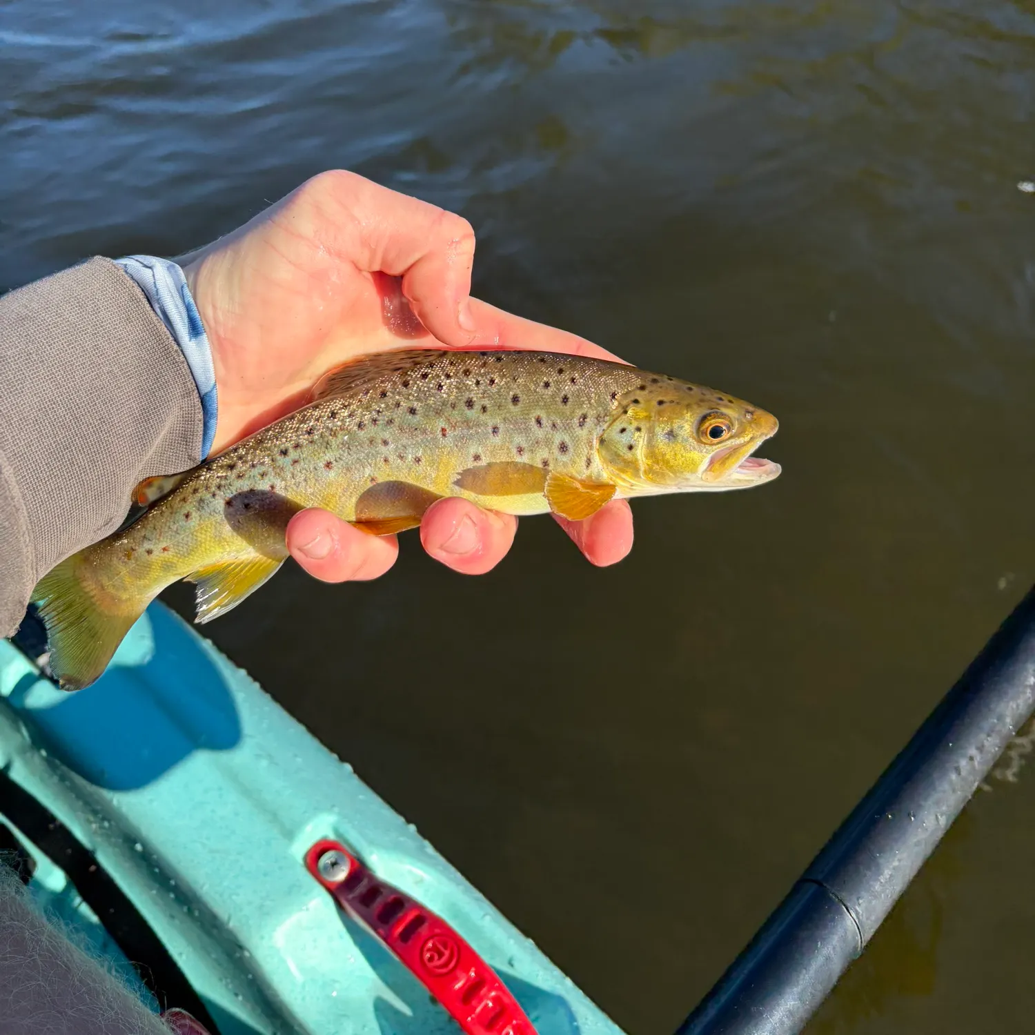 Brown trout caught on Fishbrain