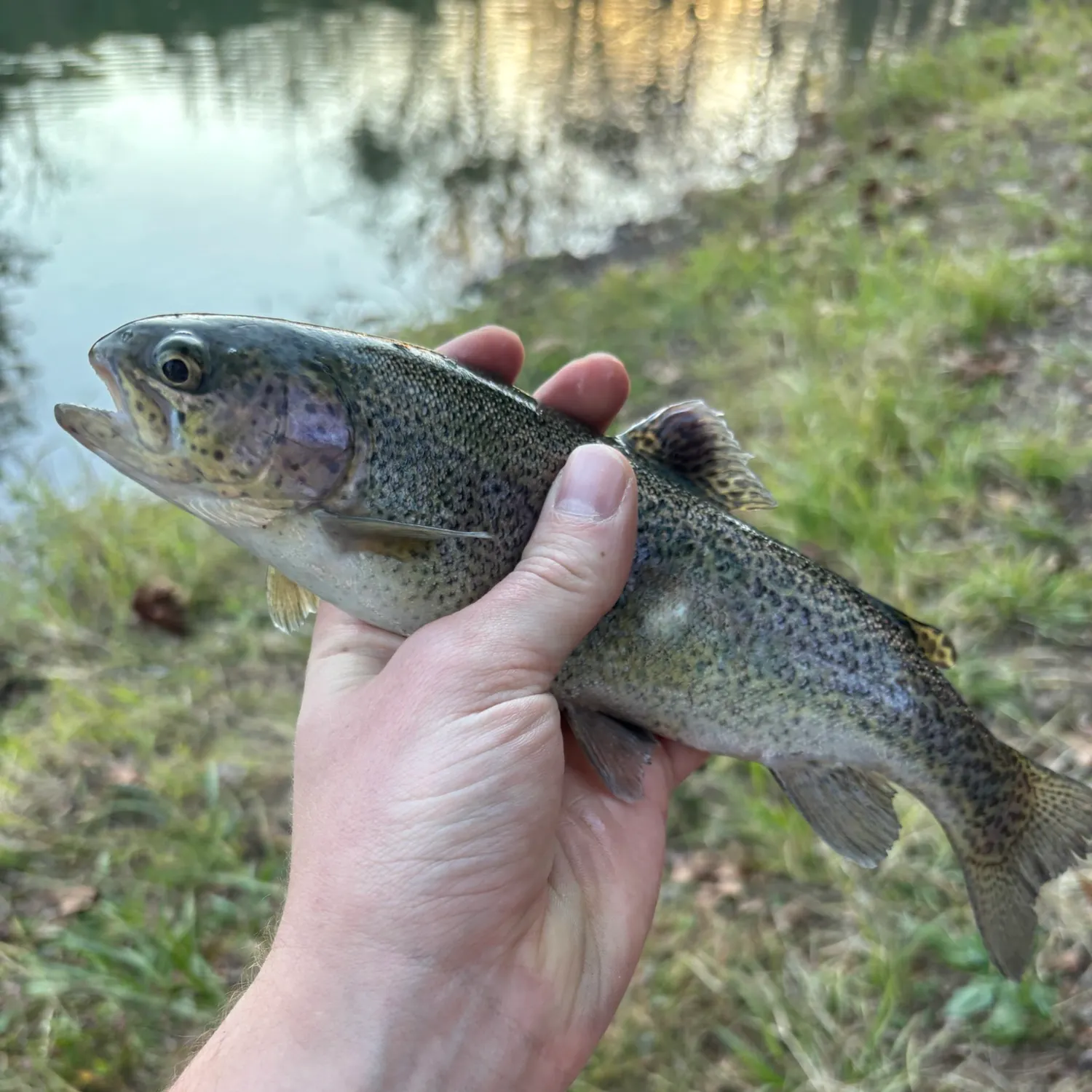 Rainbow trout caught on Fishbrain