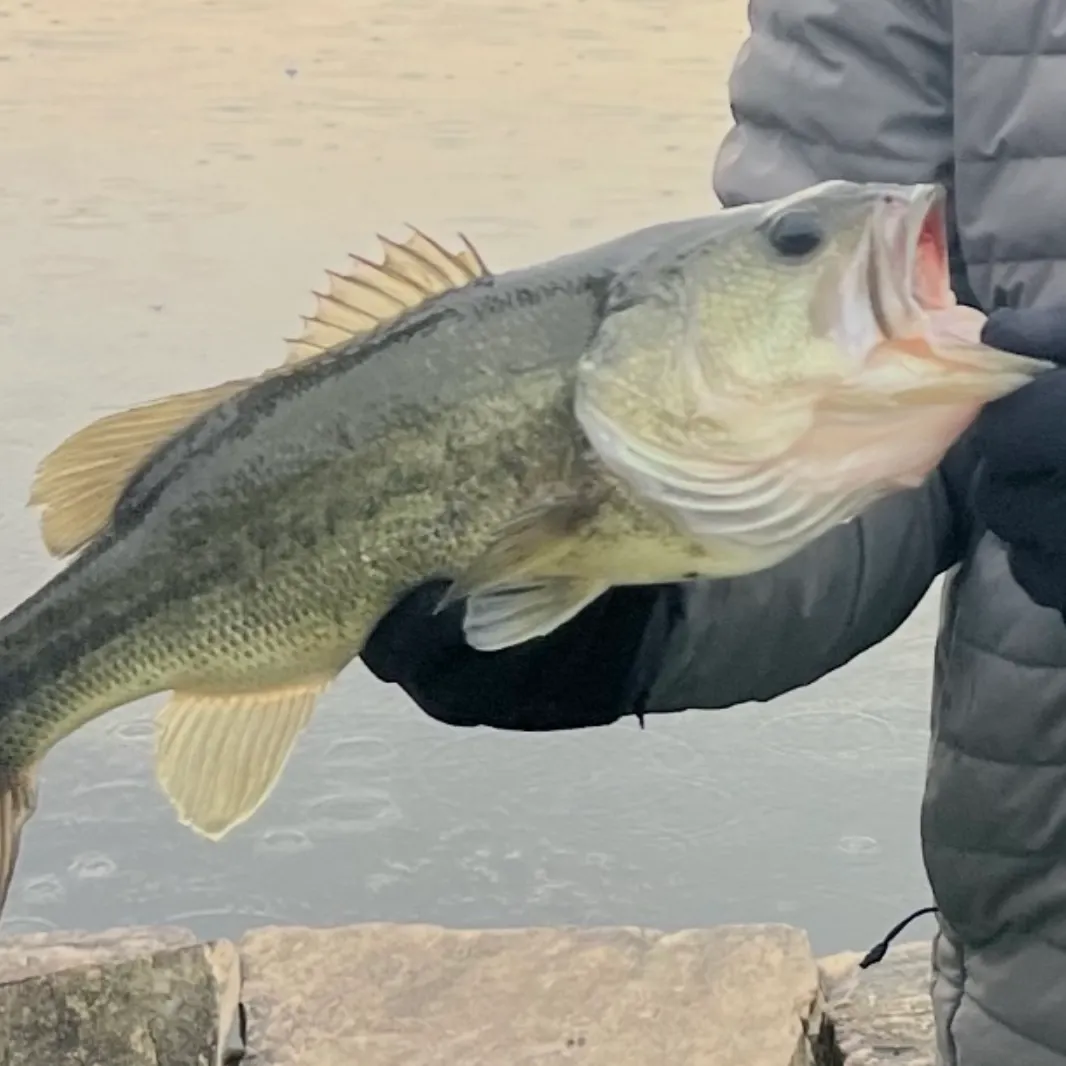 Largemouth bass caught on Fishbrain