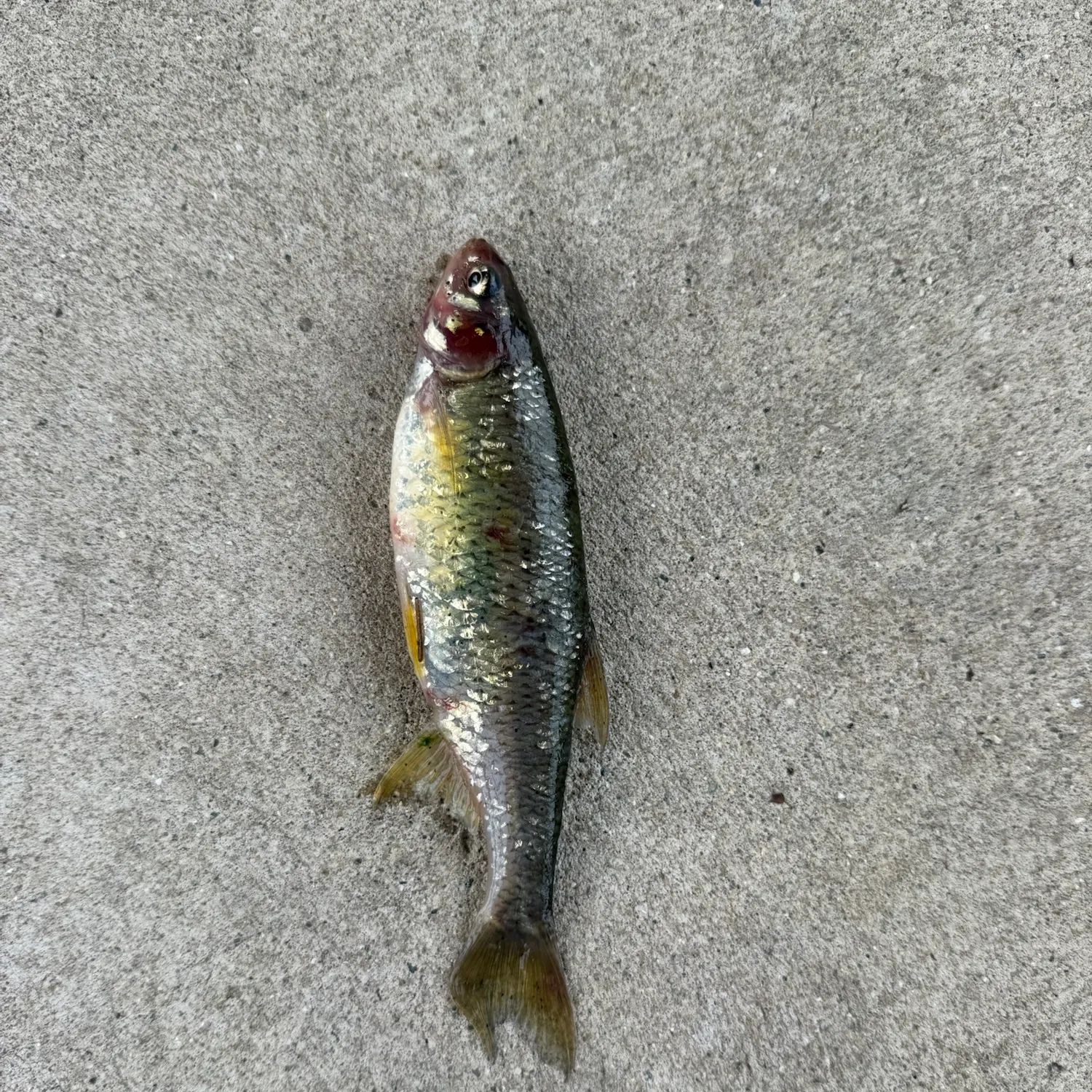 The most recent Common shiner catches on Fishbrain