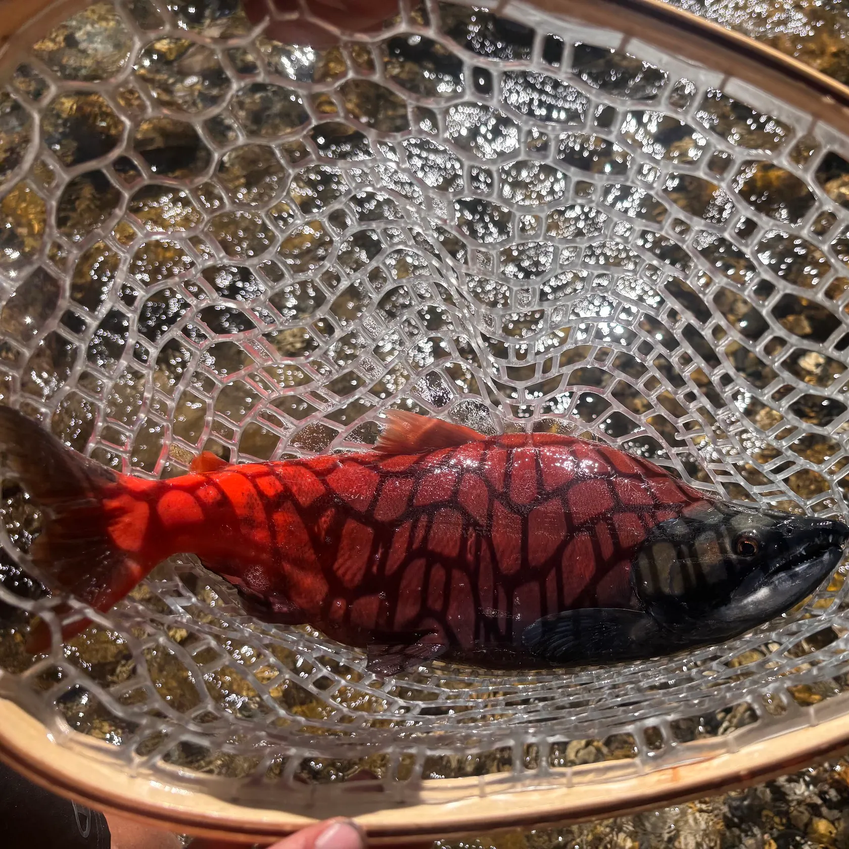 Kokanee salmon caught on Fishbrain