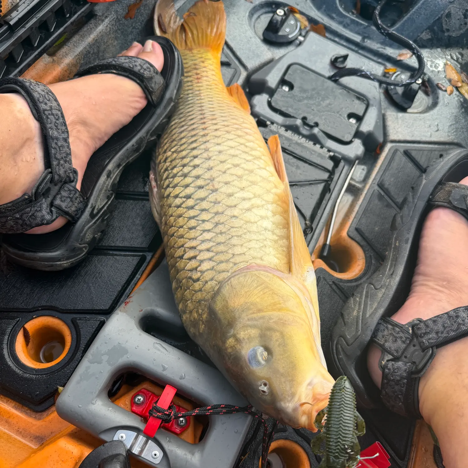 Common carp caught on Fishbrain