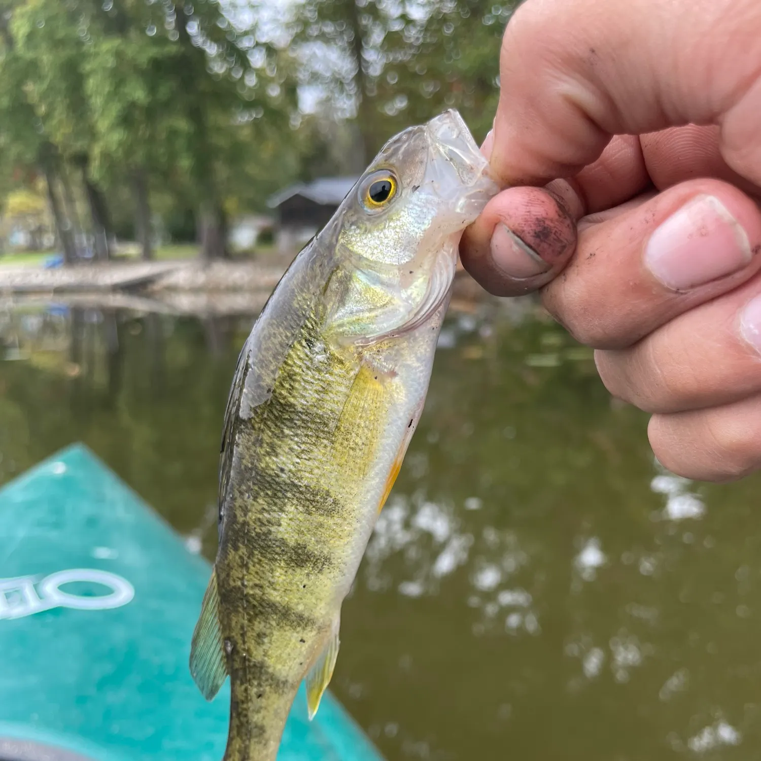 Yellow perch caught on Fishbrain