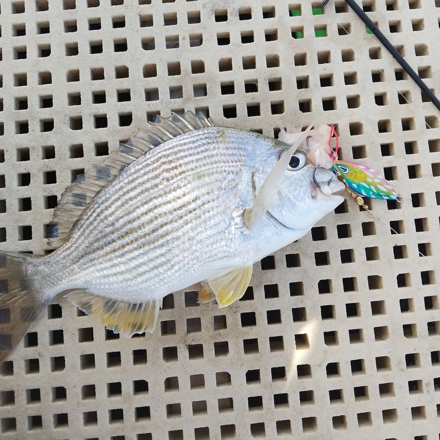 Goldlined seabream caught on Fishbrain