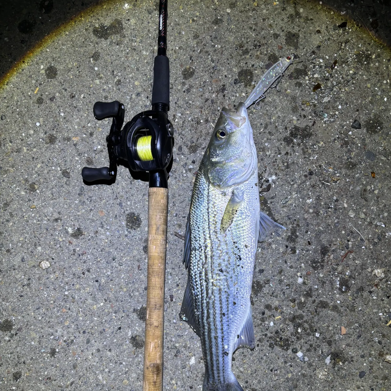 Striped bass caught on Fishbrain