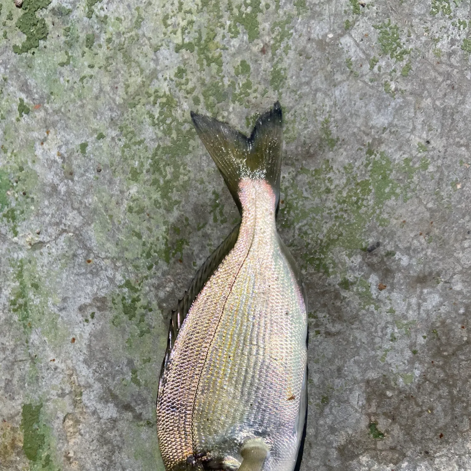 The most recent Annular seabream catches on Fishbrain