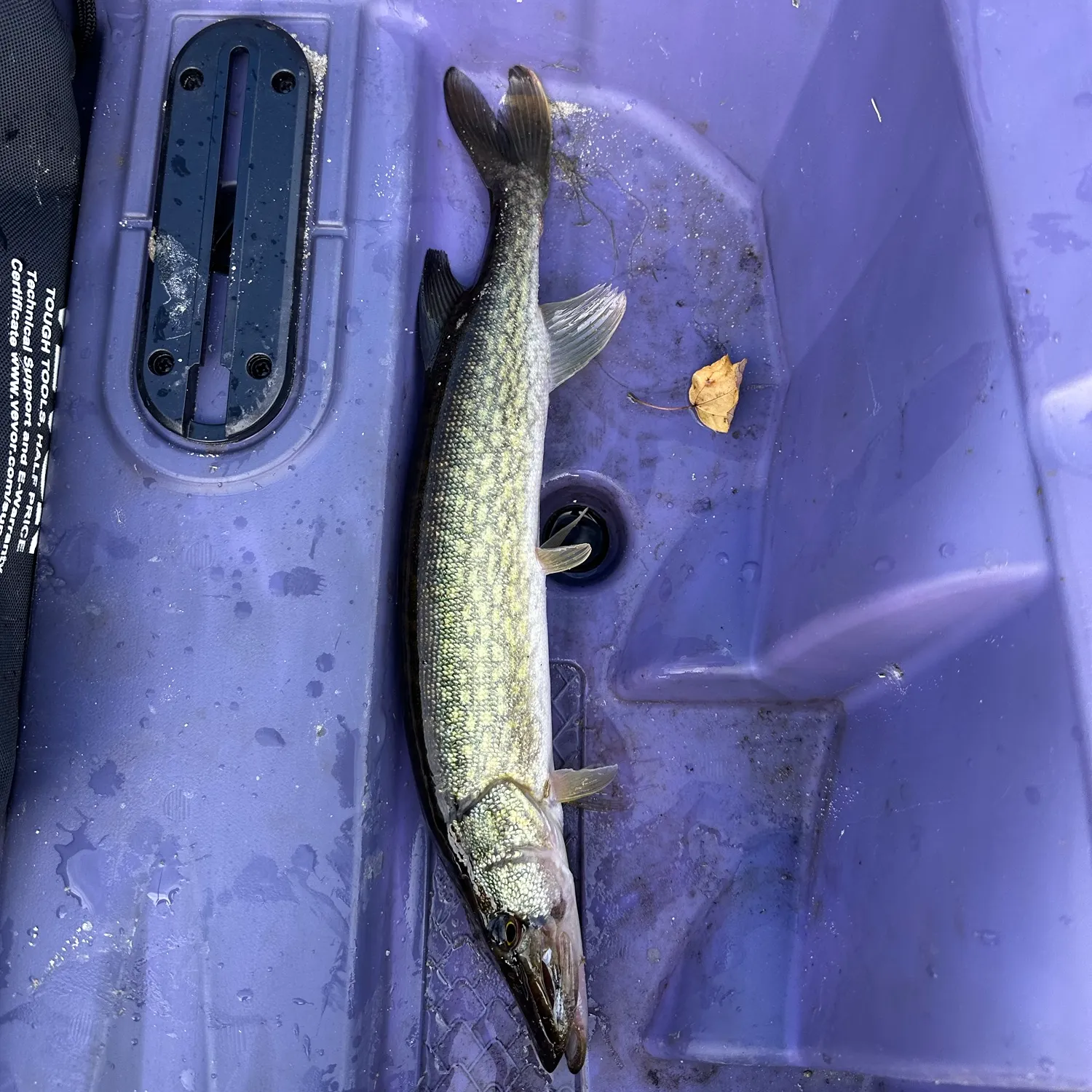 Chain pickerel caught on Fishbrain