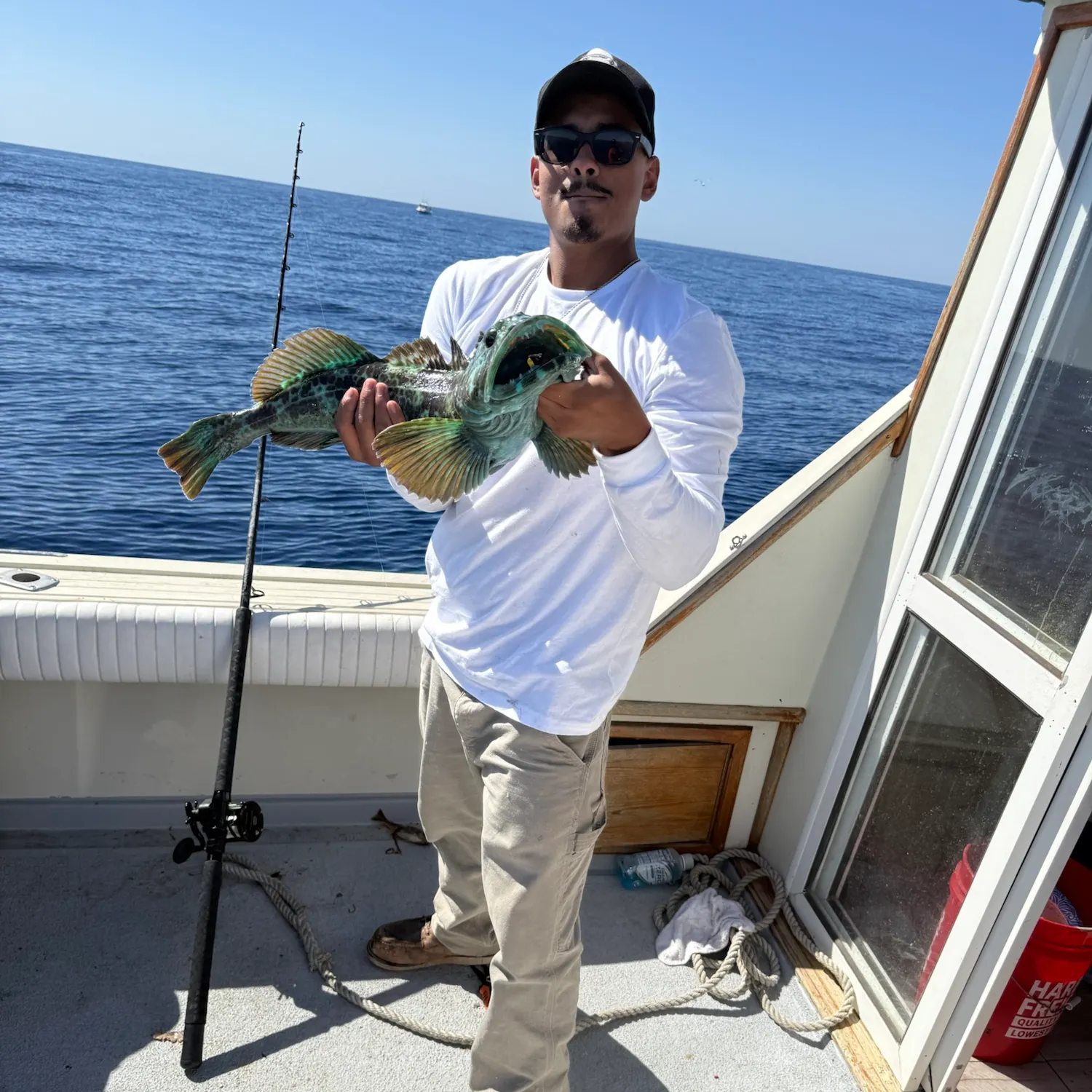 Lingcod caught on Fishbrain