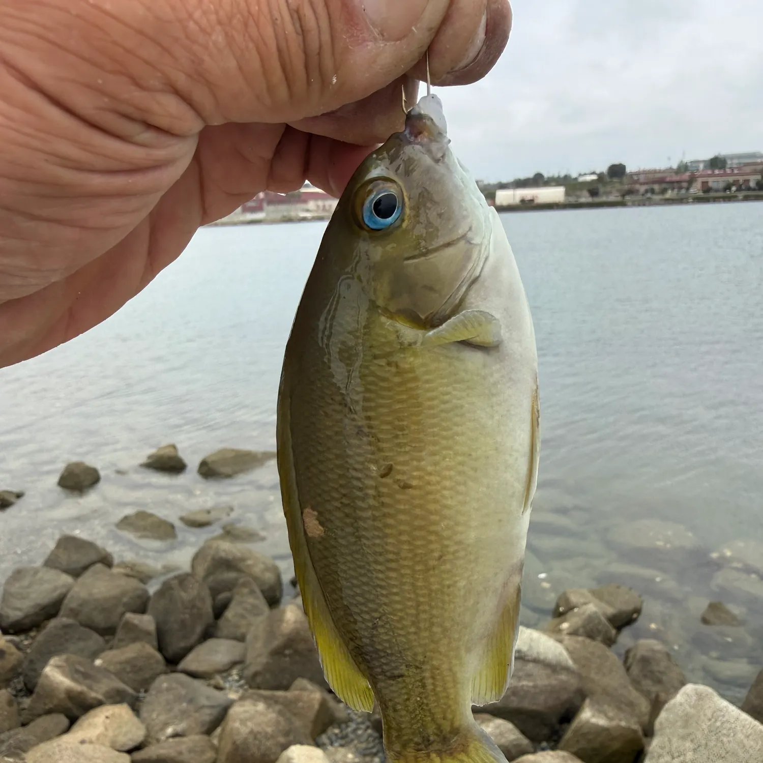 The most recent Opaleye catches on Fishbrain