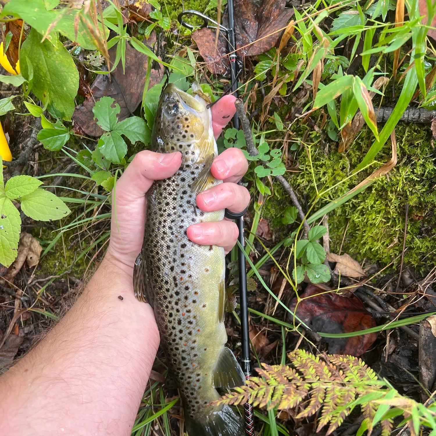 Brown trout caught on Fishbrain