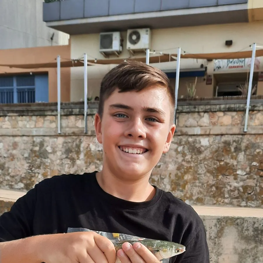 The most recent Thinlip grey mullet catches on Fishbrain