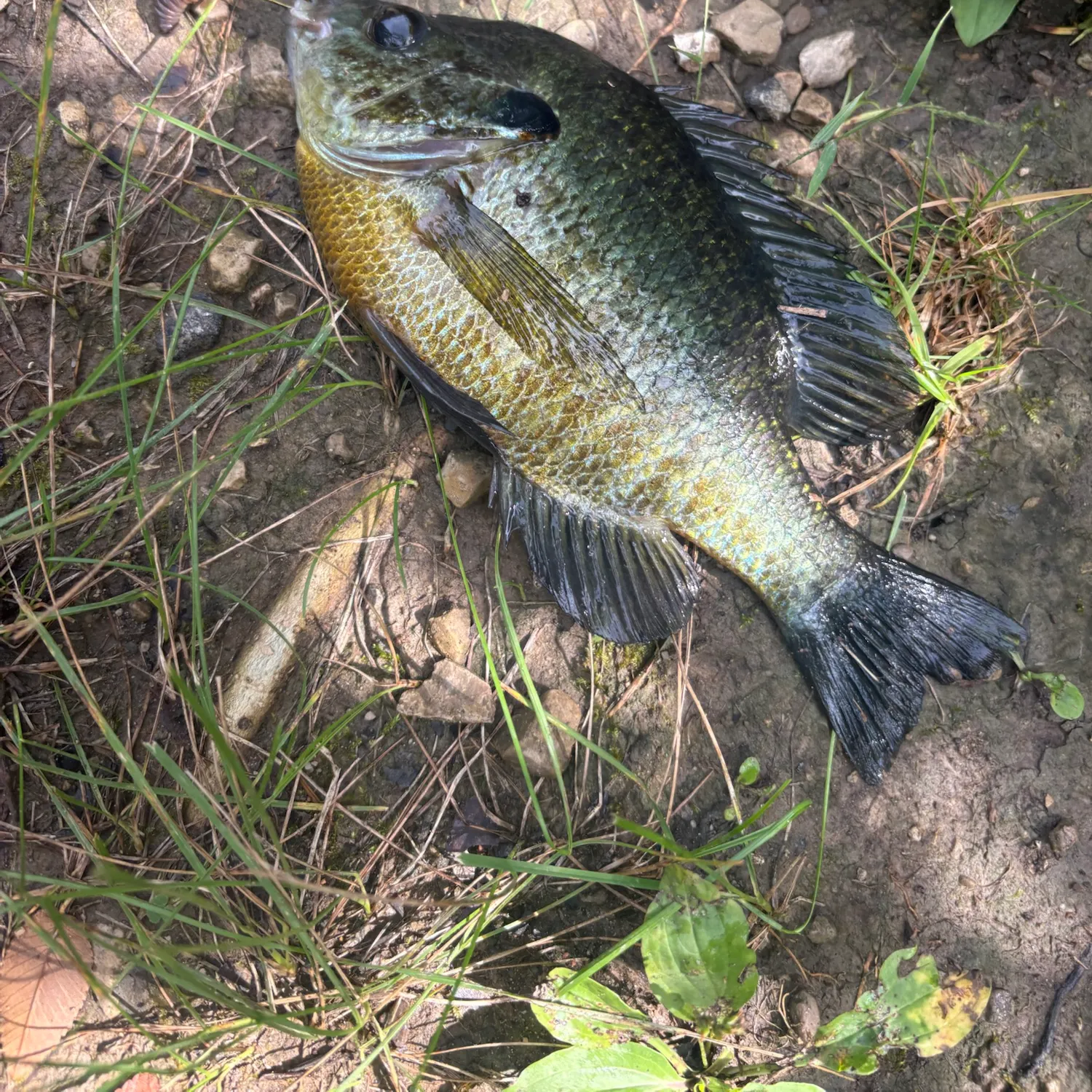 Fish caught on Fishbrain