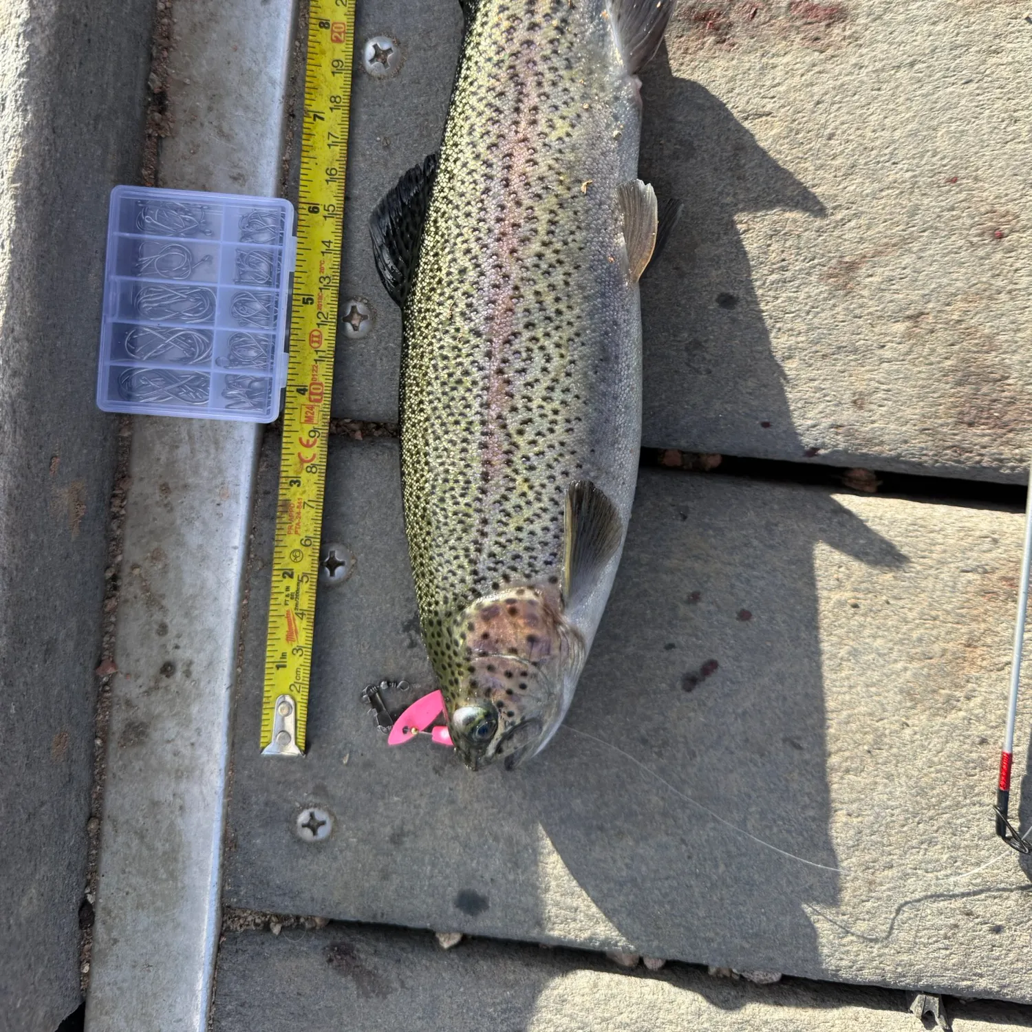 recently logged catches