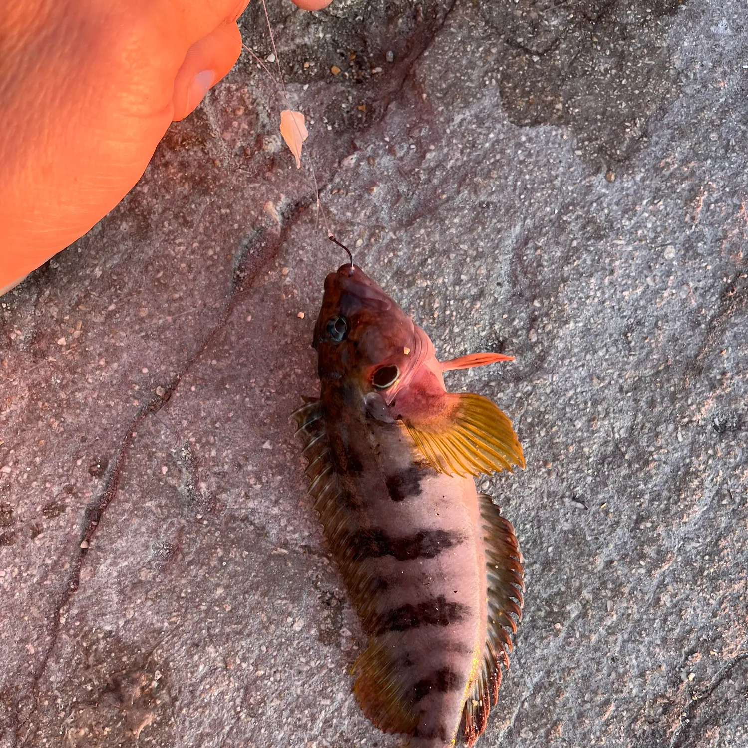 The most recent Hairy blenny catches on Fishbrain