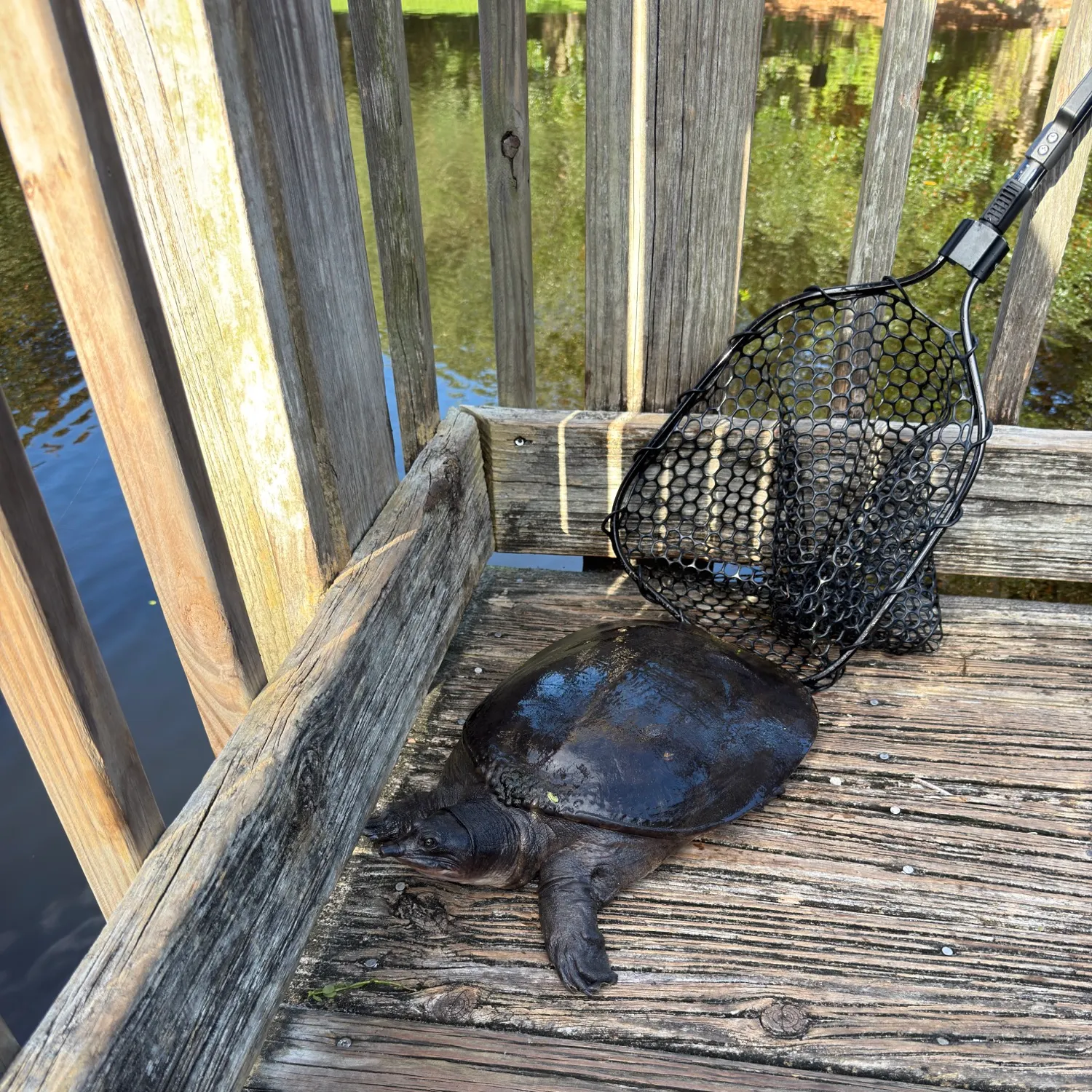 Florida softshell turtle caught on Fishbrain