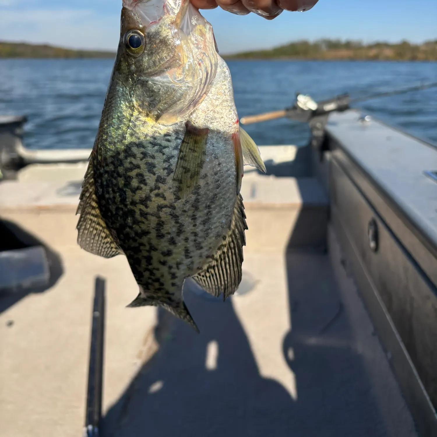 Black crappie caught on Fishbrain