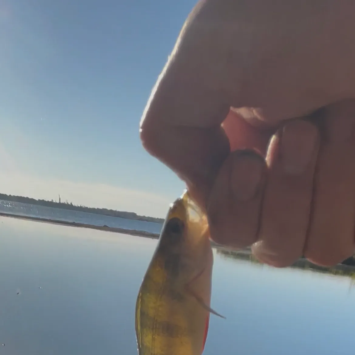 Yellow perch caught on Fishbrain